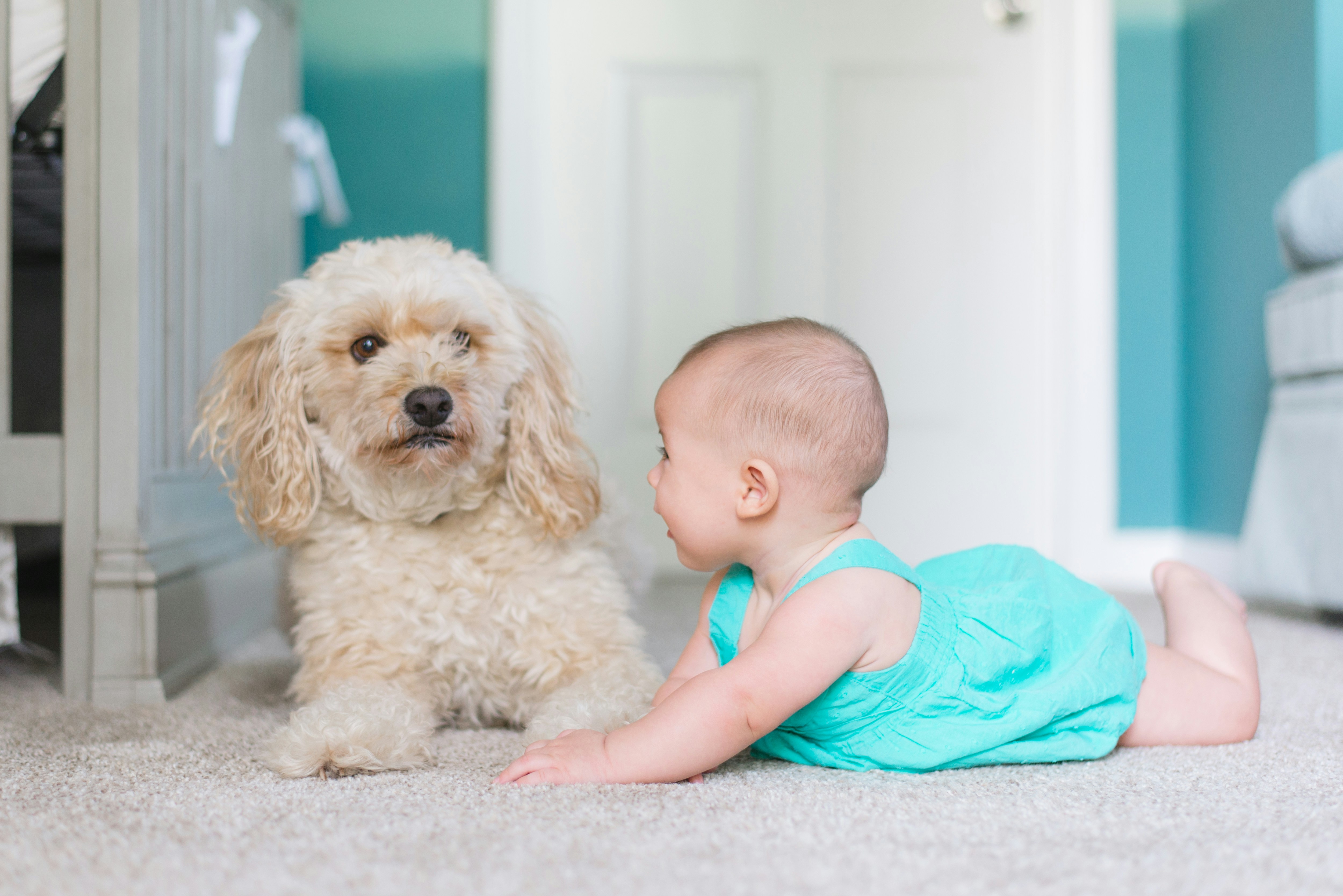 How To Safely Introduce Your Pet To A New Baby