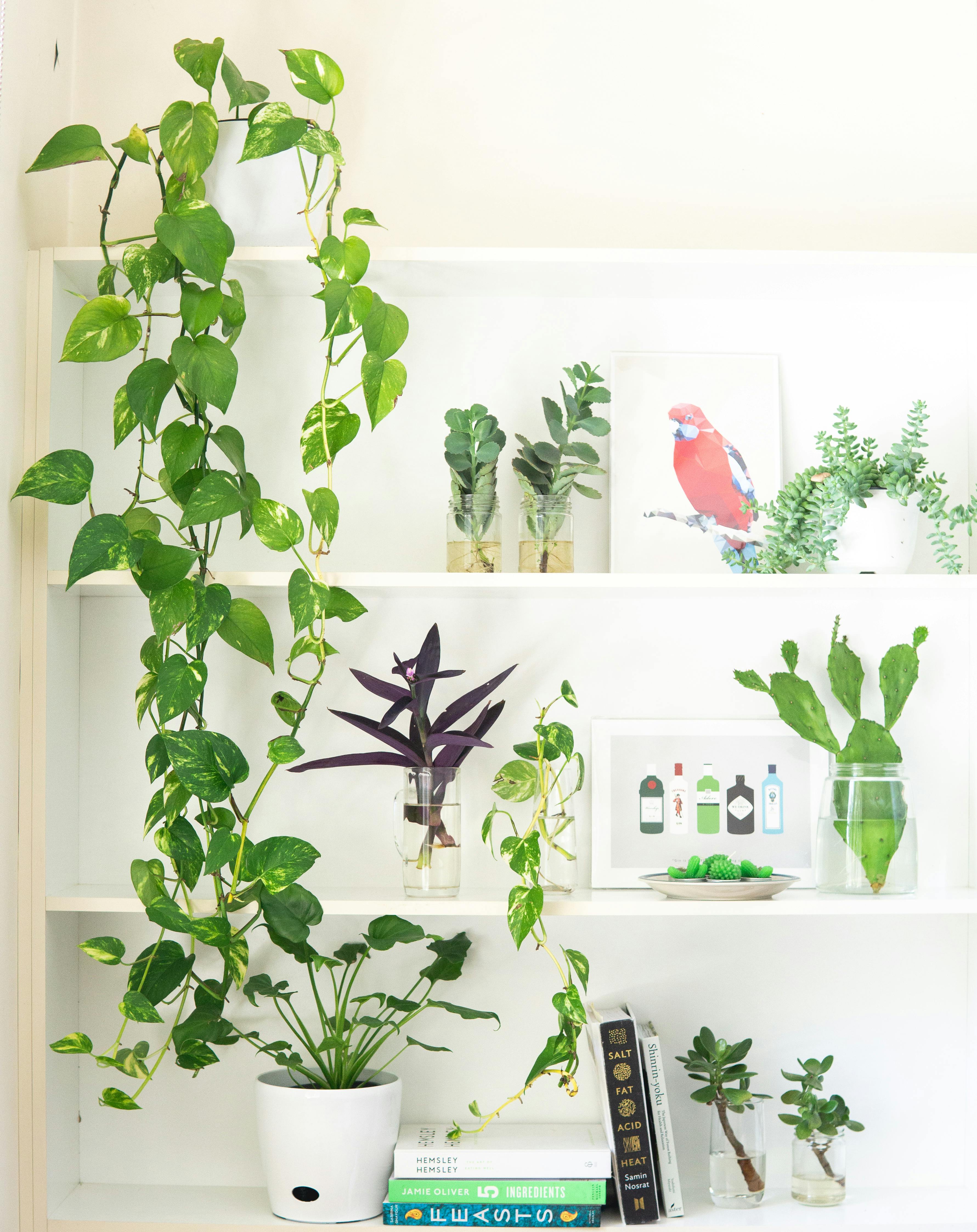Revitalizing Home Spaces with Microgreen Gardens