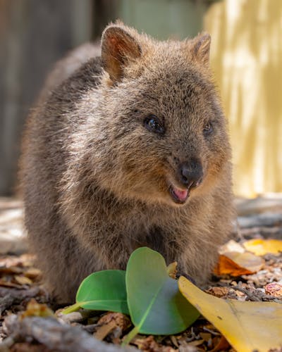 Meet the Quokka: The Happiest Animal on Earth