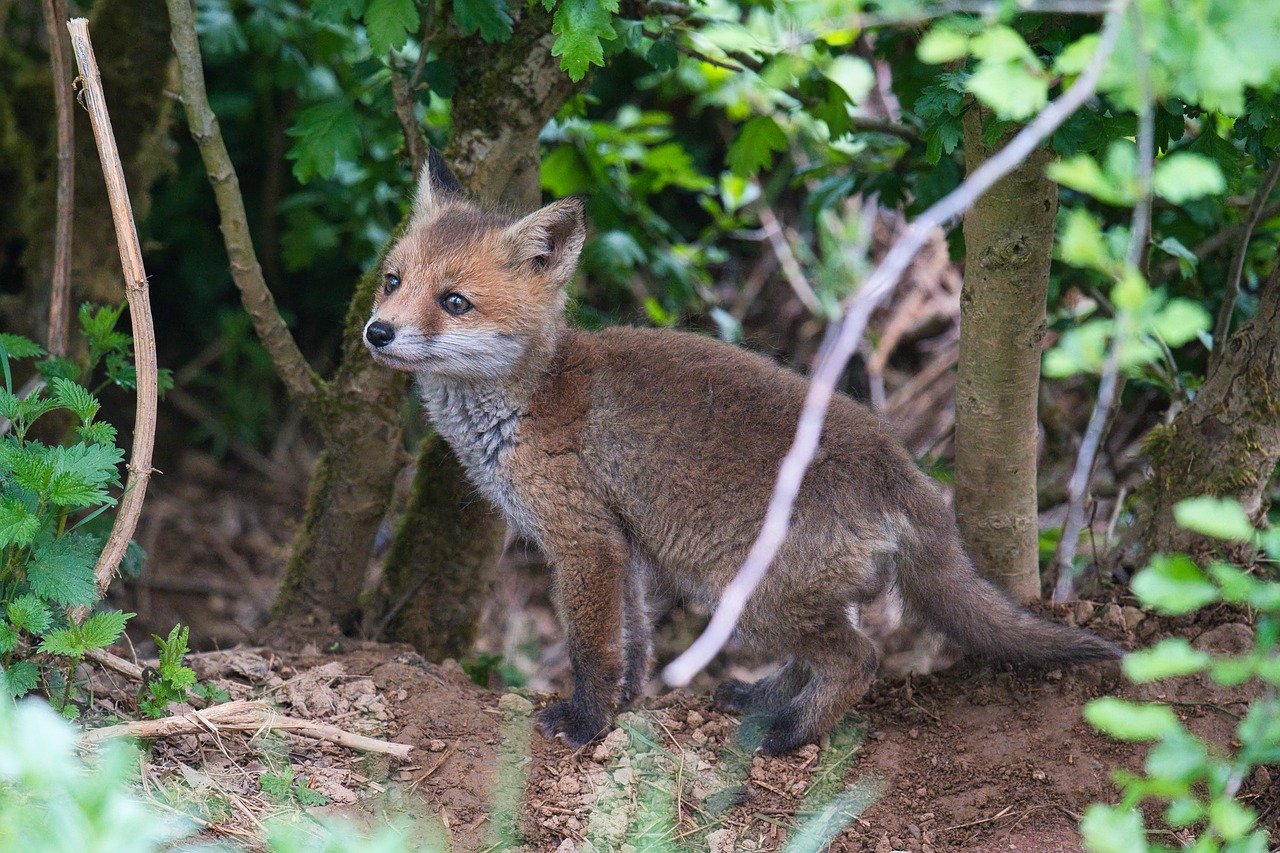 Unraveling the Secret Lives of Urban Foxes: An Insight into Their Adaptation and Co-existence