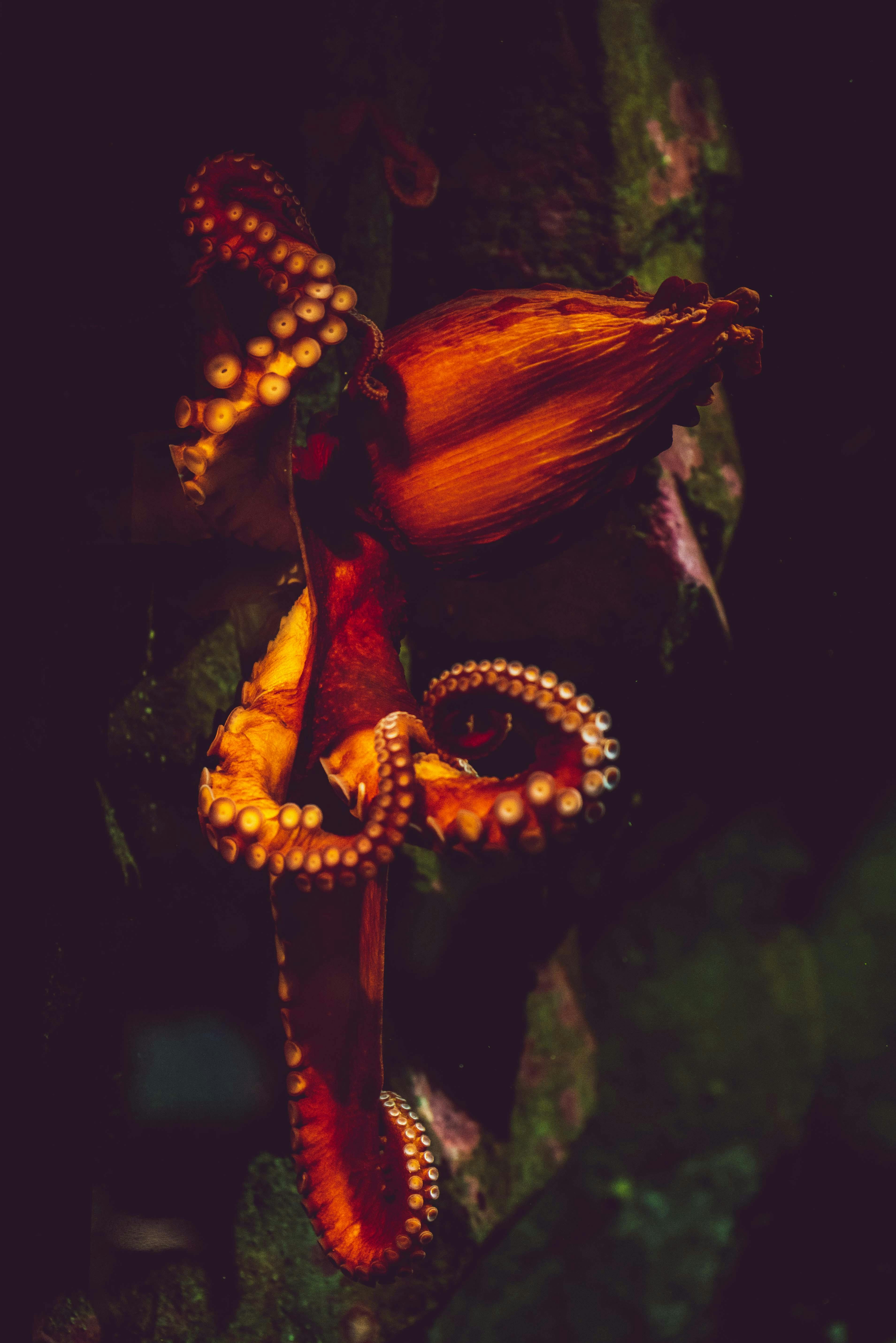 Understanding the Enigmatic World of Dumbo Octopuses