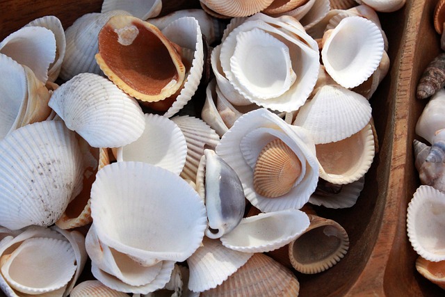 Explora la Belleza de los Caracoles Marinos en la Decoración