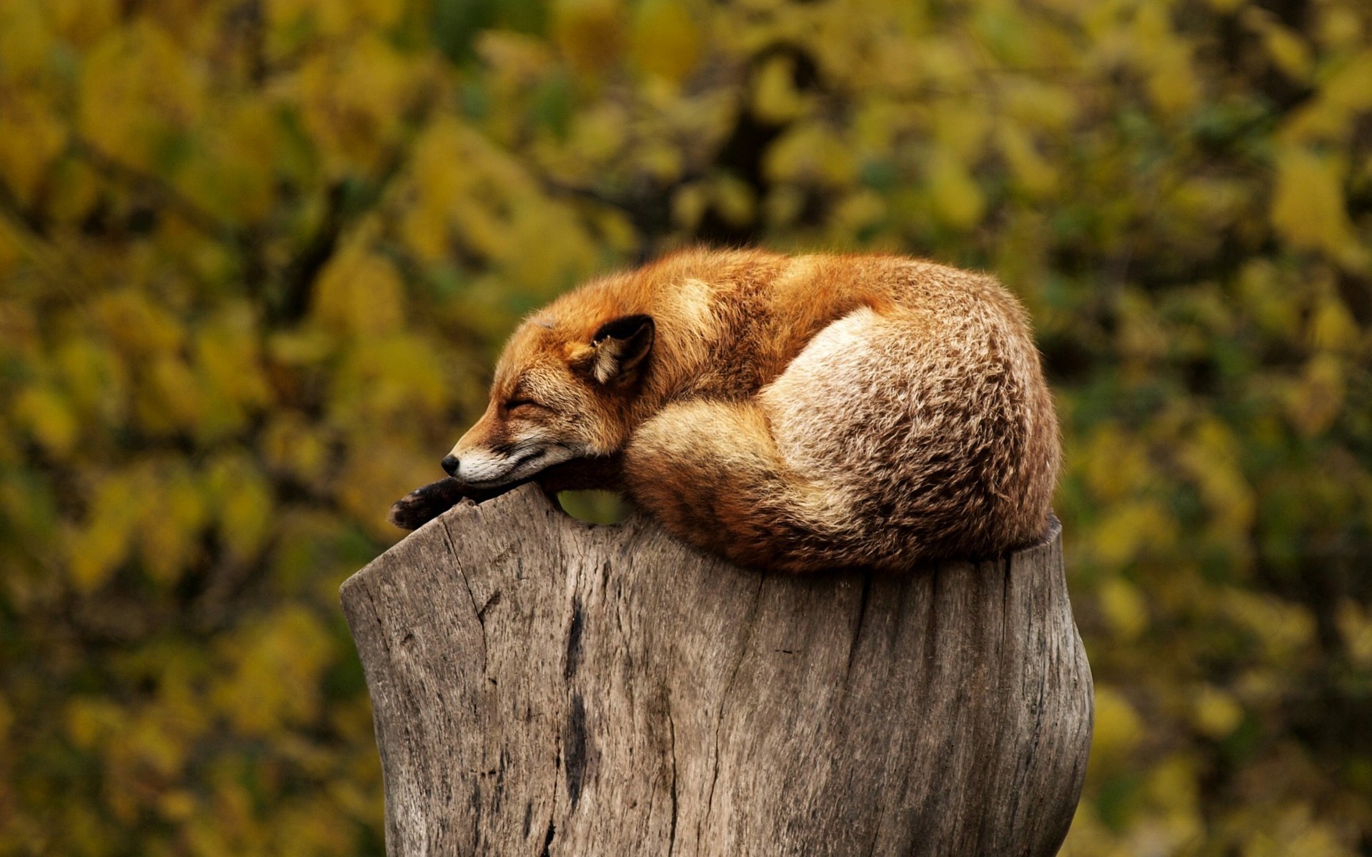 Living with Urban Foxes: An Unusual Human-Animal Coexistence 