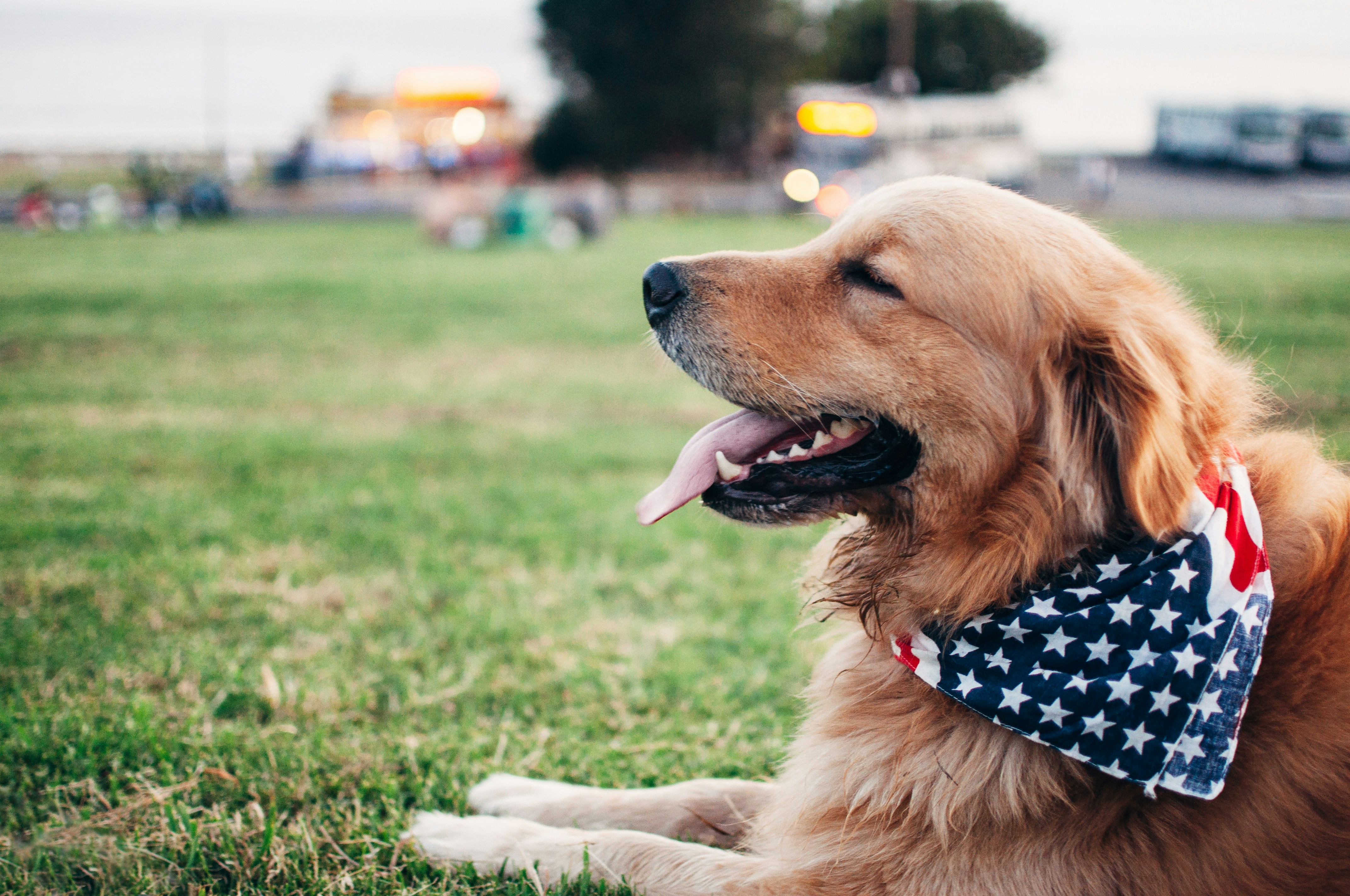 Countless Keystrokes and Canine Companionship: How Technology is Transforming the World of Dog Training