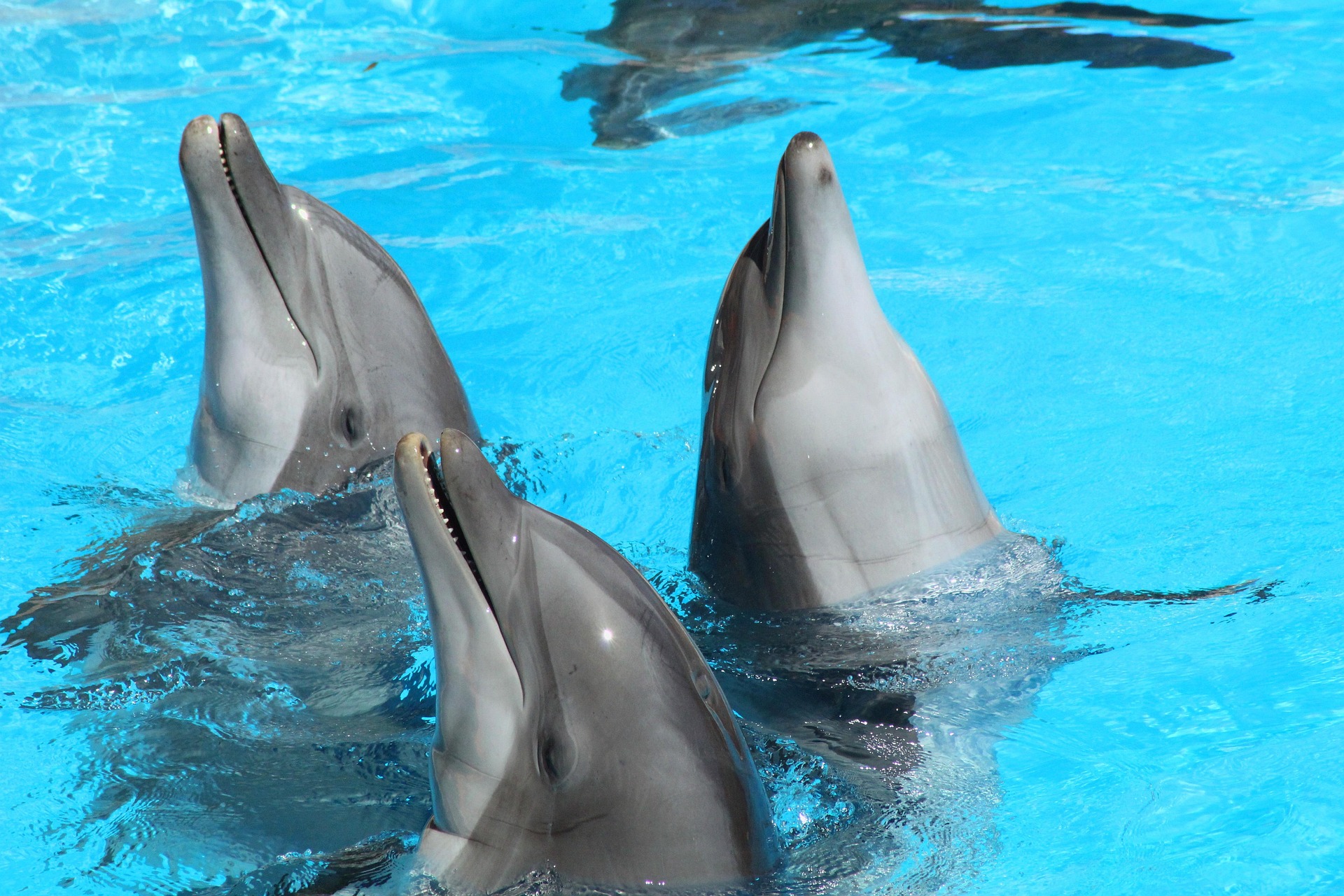 The Intricate Social Structure of Dolphins: An Insight Into Their Intimate World