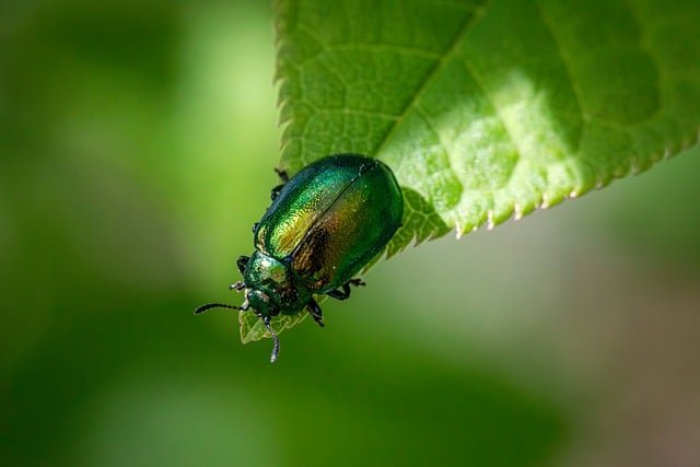 Mosquito Repellents: Effective Solutions for Bite-Free Outdoor Experiences