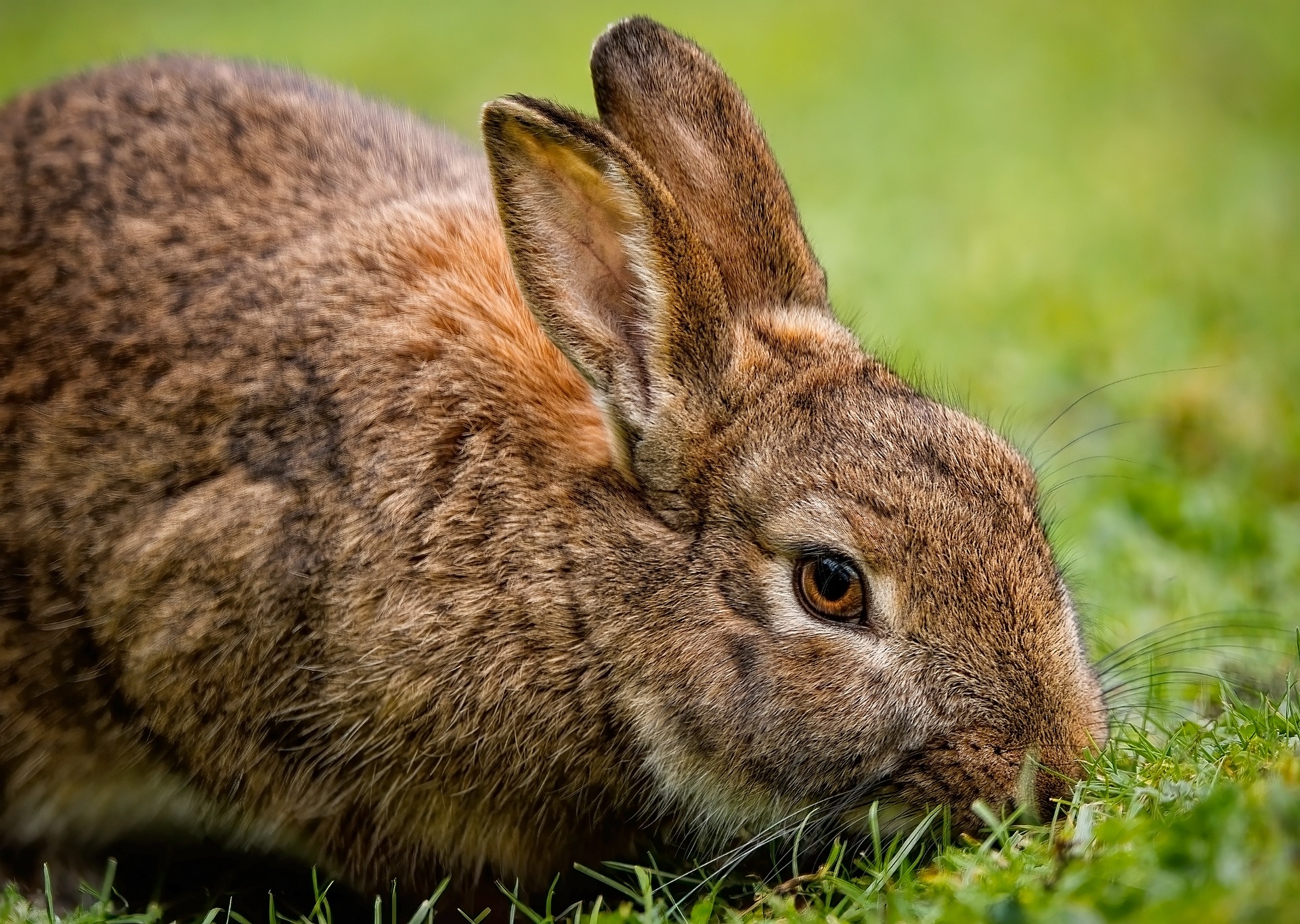 Wild Rabbits and the Journey of Domestication