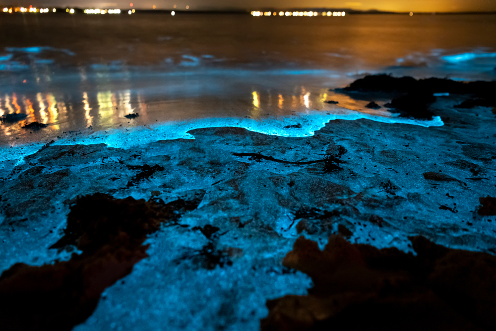 Unraveling the Allure of Bioluminescent Beach Tourism