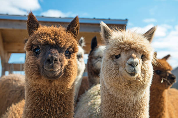 Unraveling the Secrets of Alpaca Behavior: A Comprehensive Study