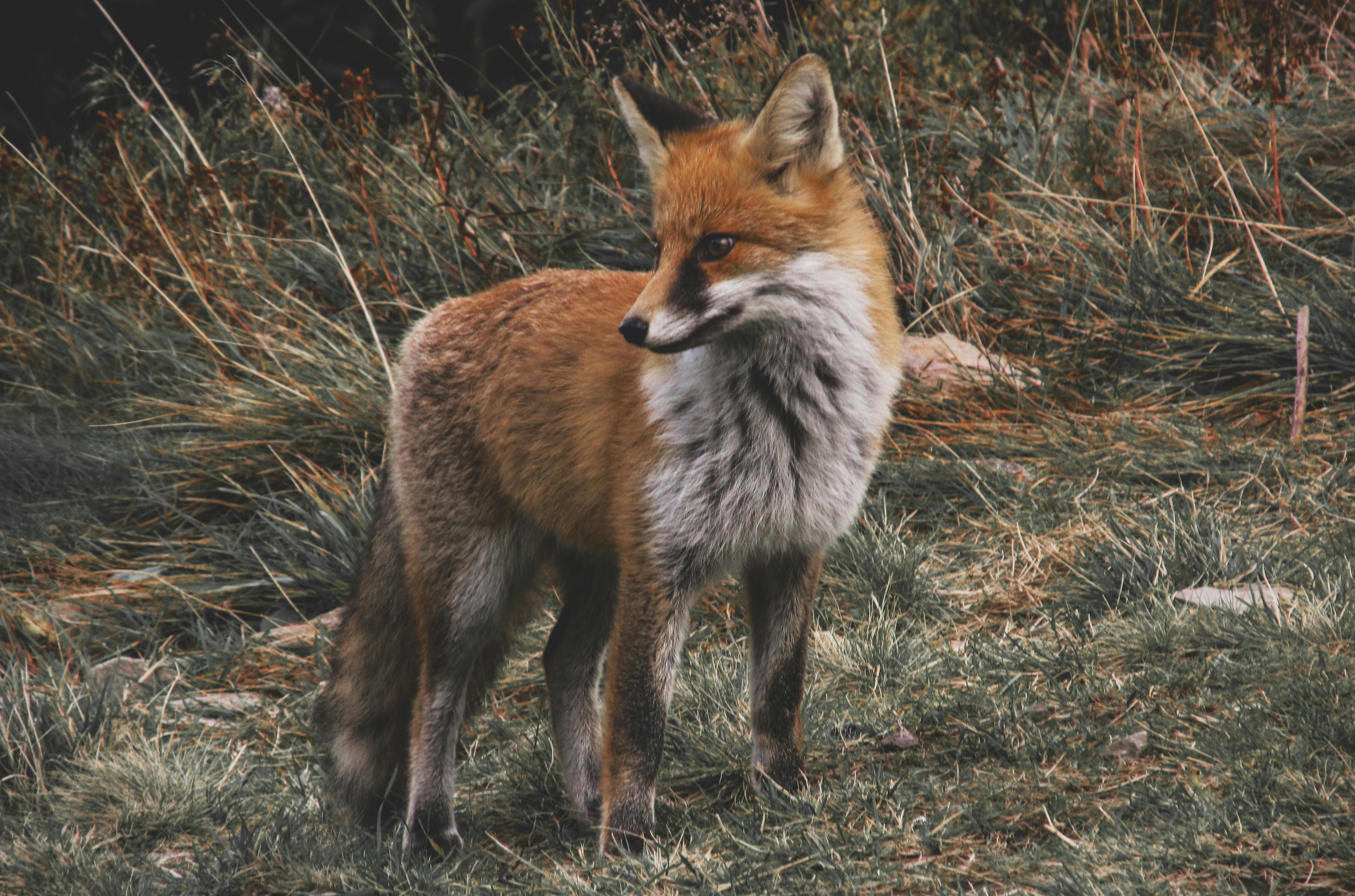 "Decoding the Secret Life of Urban Foxes"