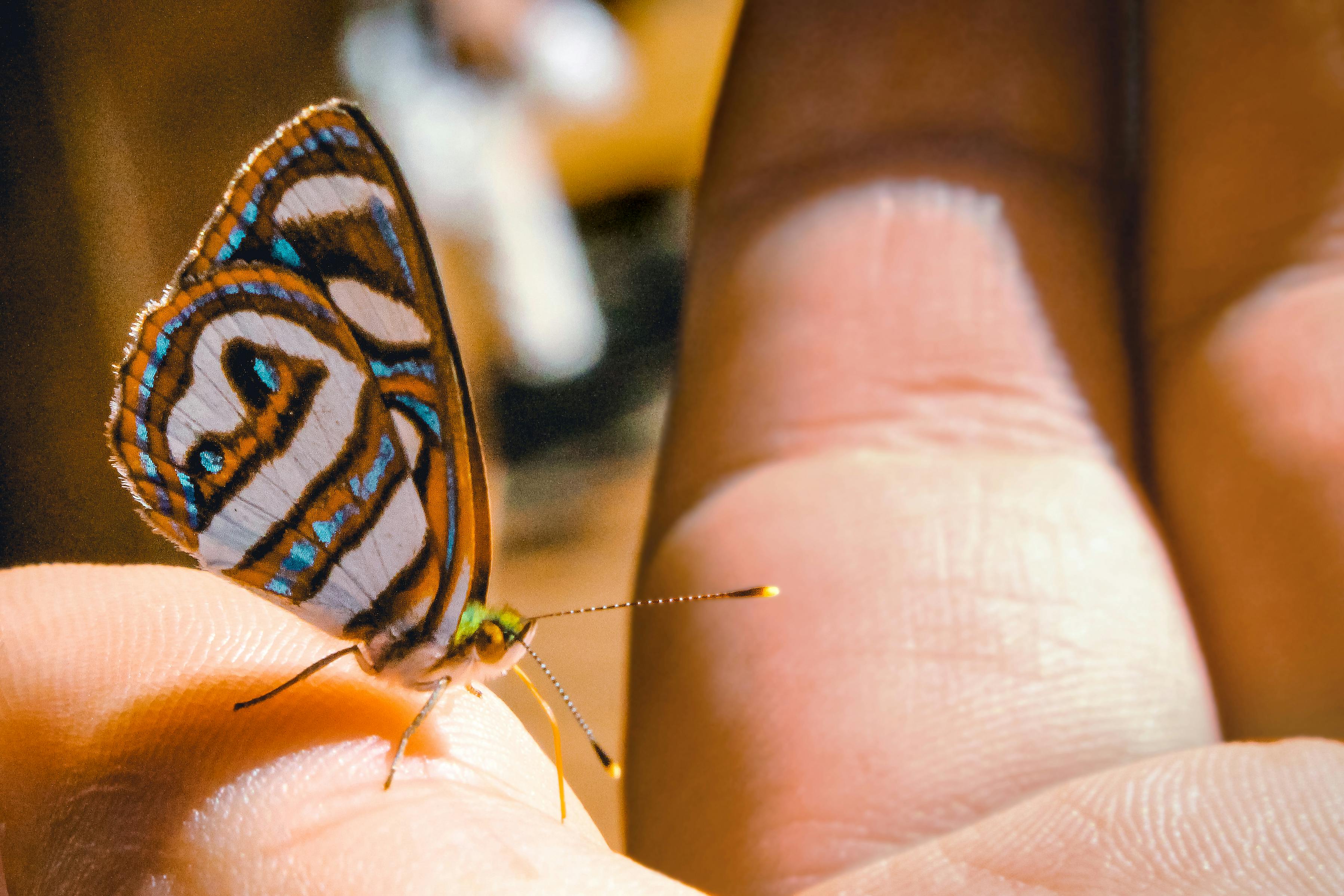 Unmasking the Unseen: The Fascinating World of Insects as Household Pets