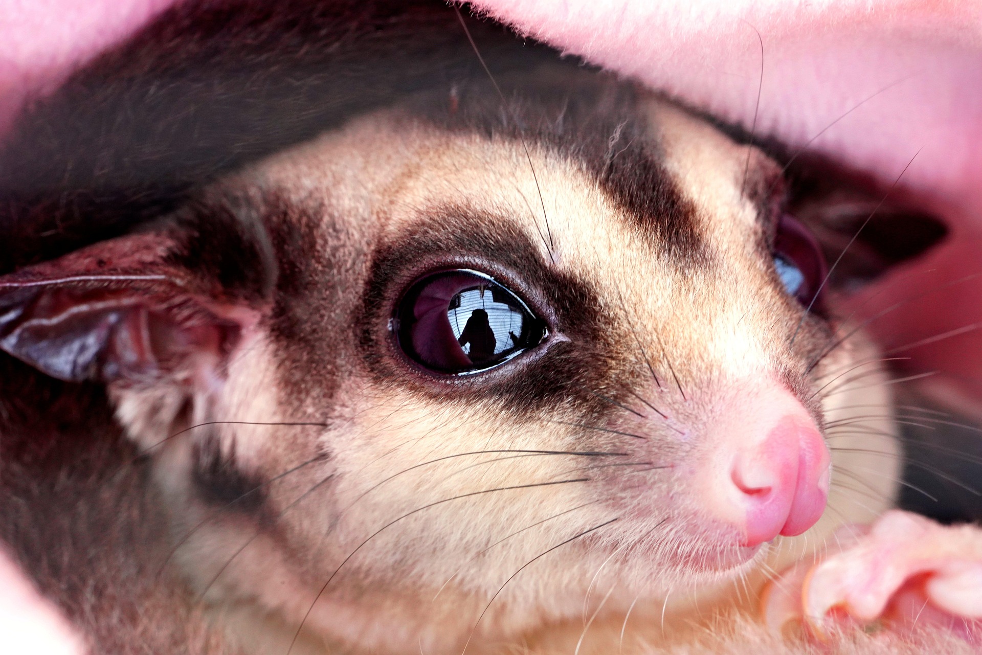 The Unexpected Pets: Keeping and Caring for Sugar Gliders 