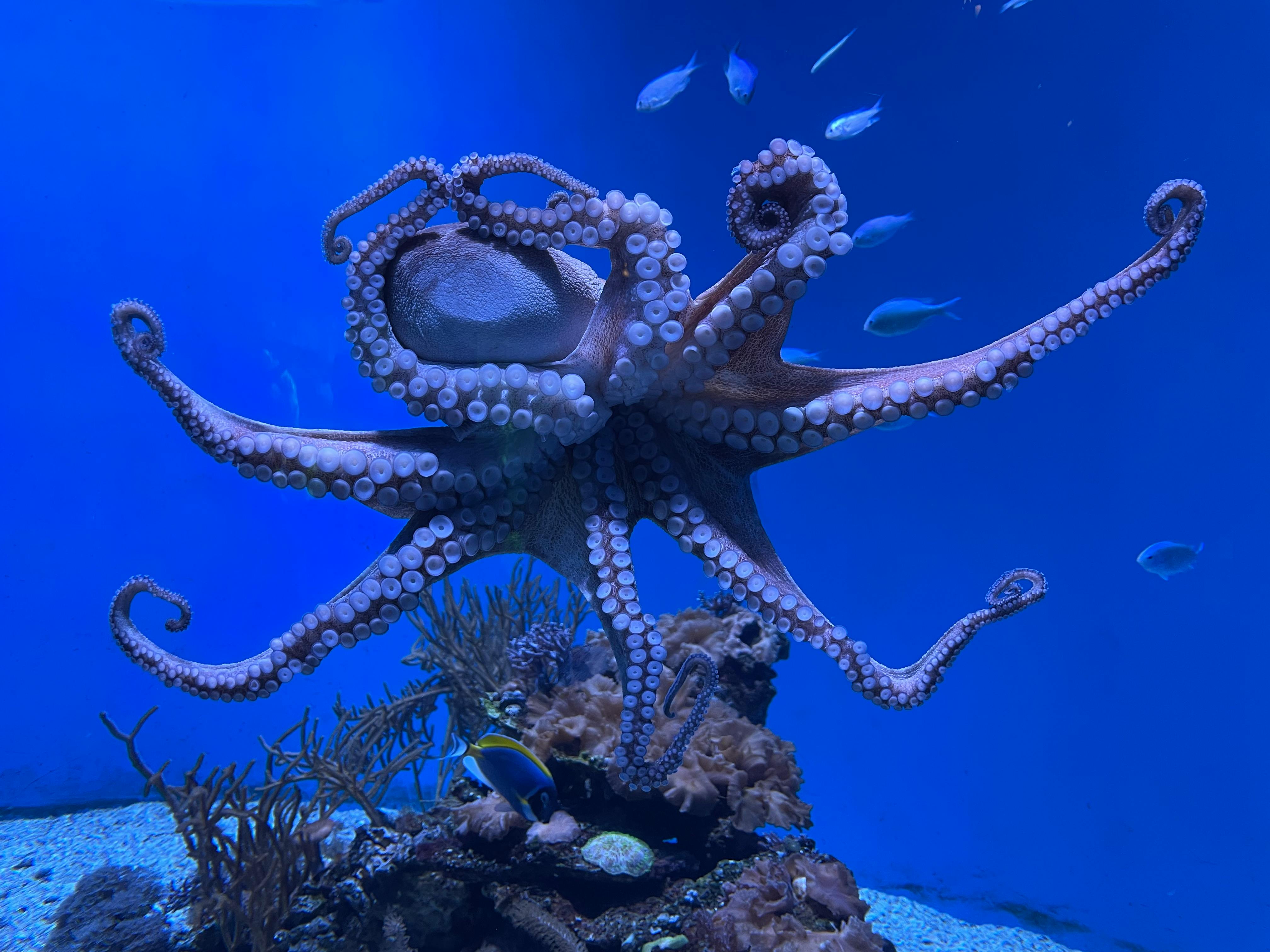 Unraveling the Mysteries: The Fascinating World of Octopuses as Pets