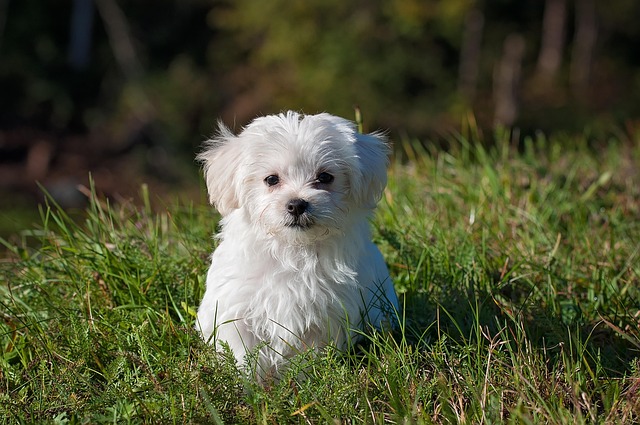 These Dogs Stay Puppy-Sized Forever - Guide