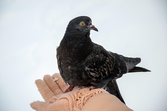 Tout sur l'élevage de pigeons : Conseils et équipements