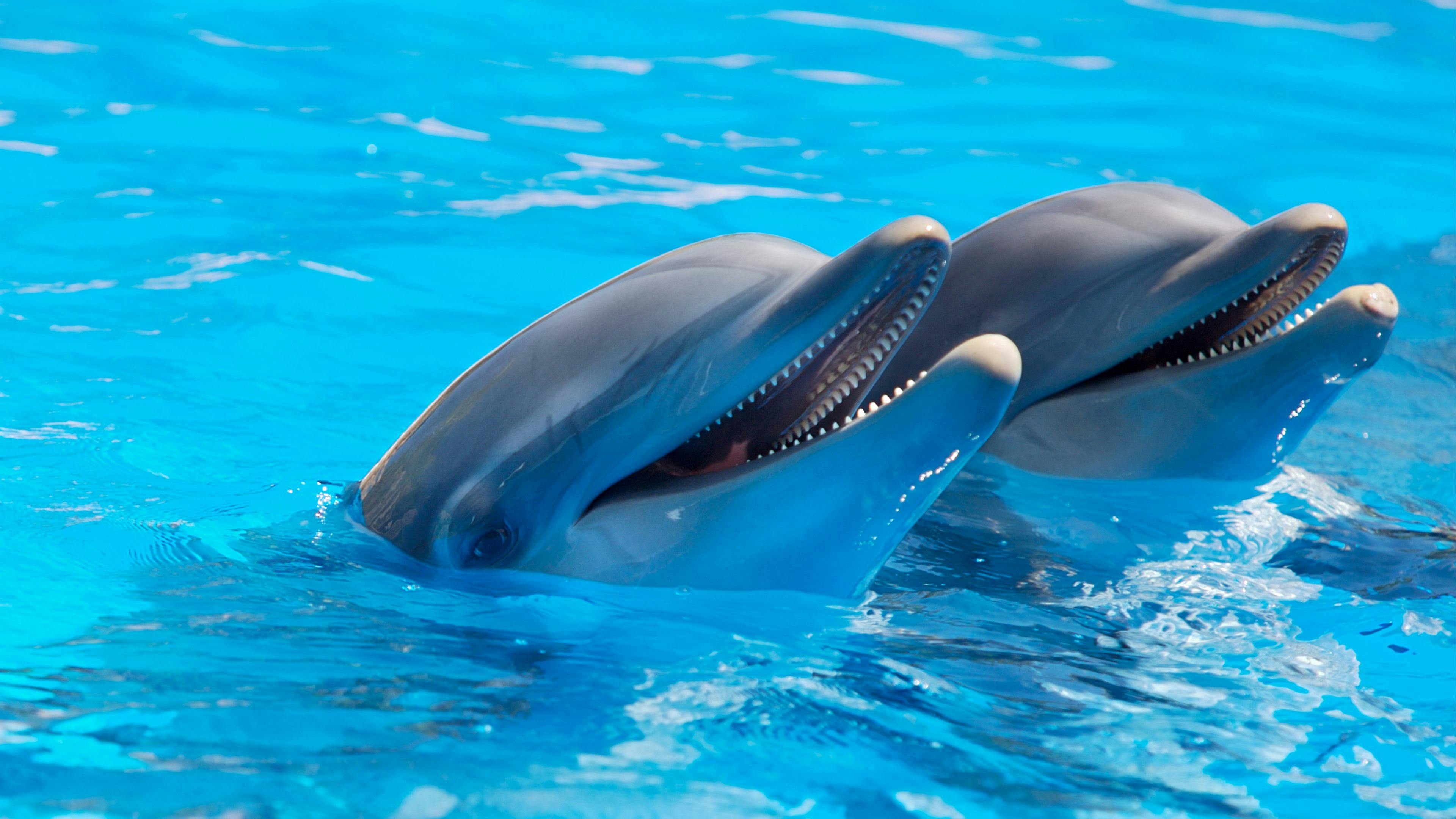 Unraveling the Mysteries: How Dolphins Communicate