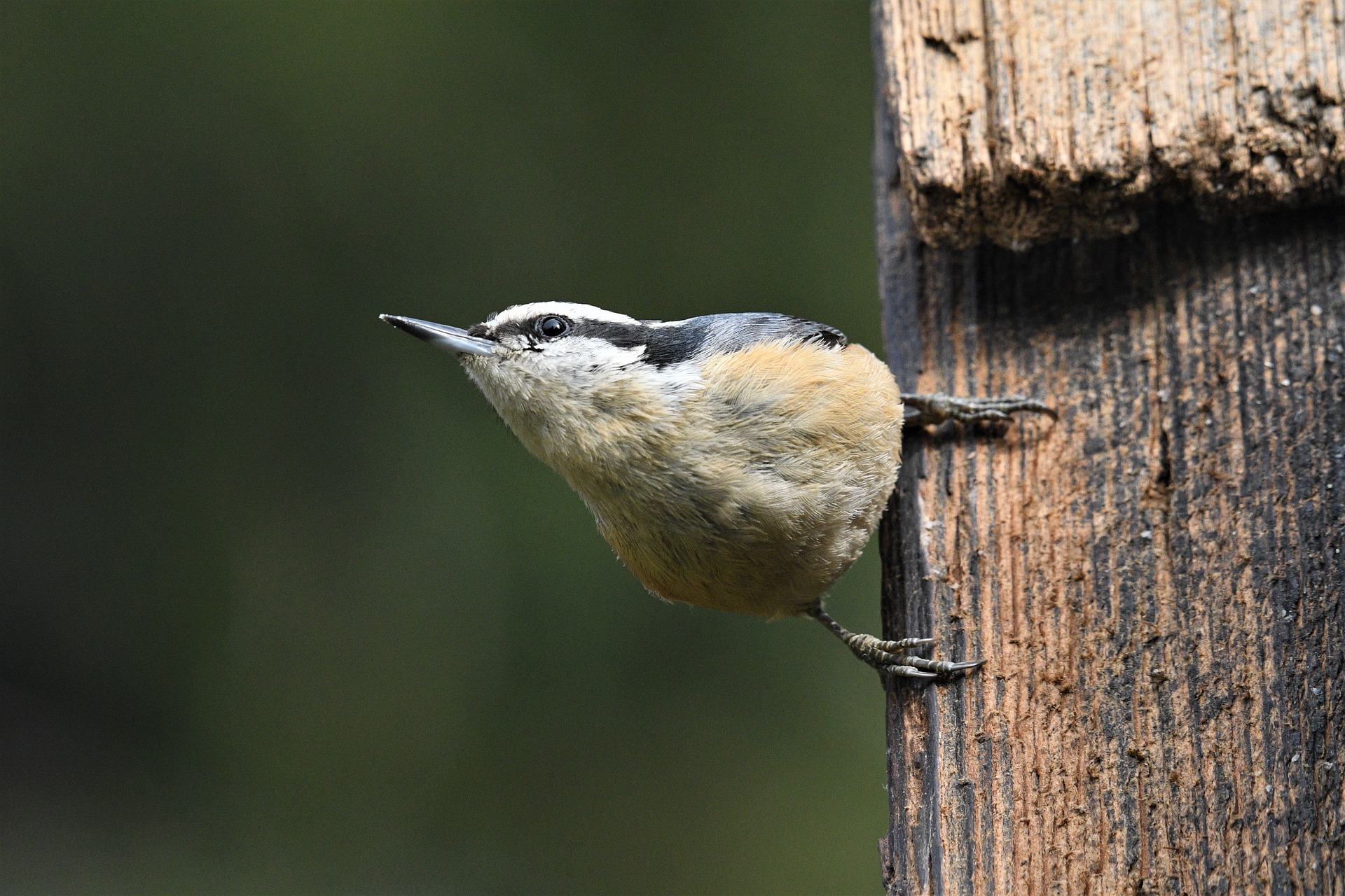 Decoding the Avian Language: Understanding Birdsong