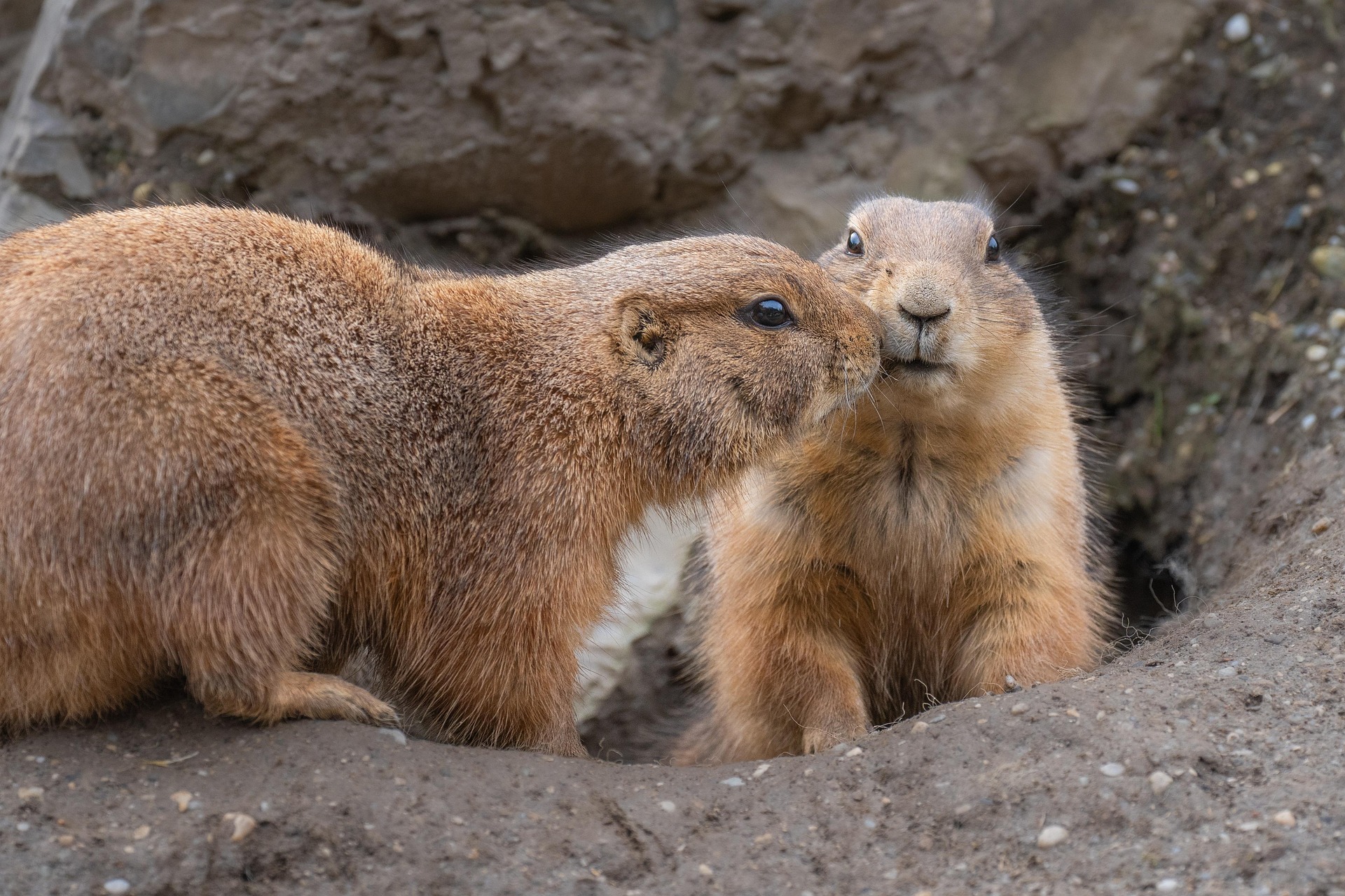 Decoding the Unique Behavior of Prairie Dogs