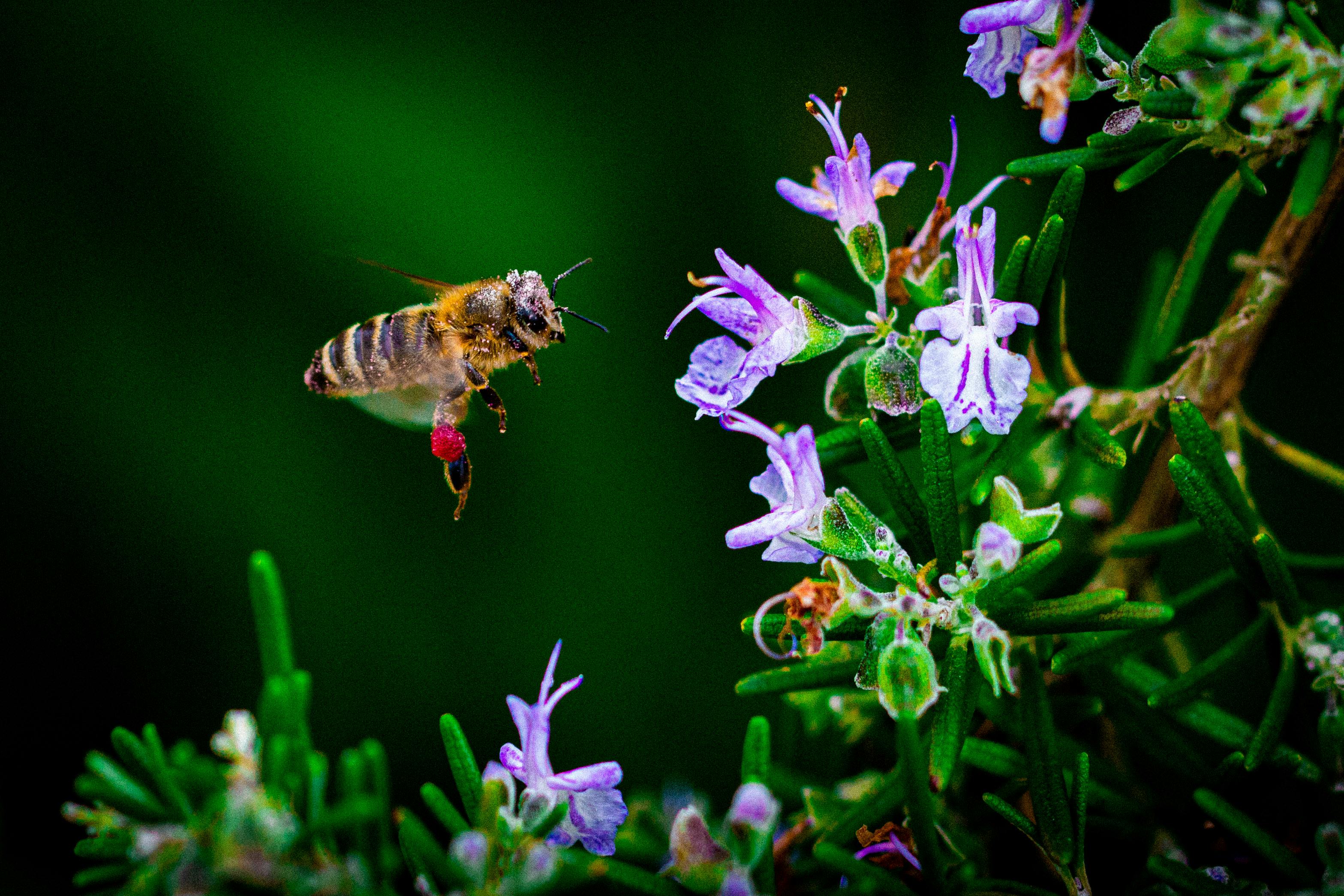 The Rising Popularity of Urban Beekeeping: A Buzzworthy Trend