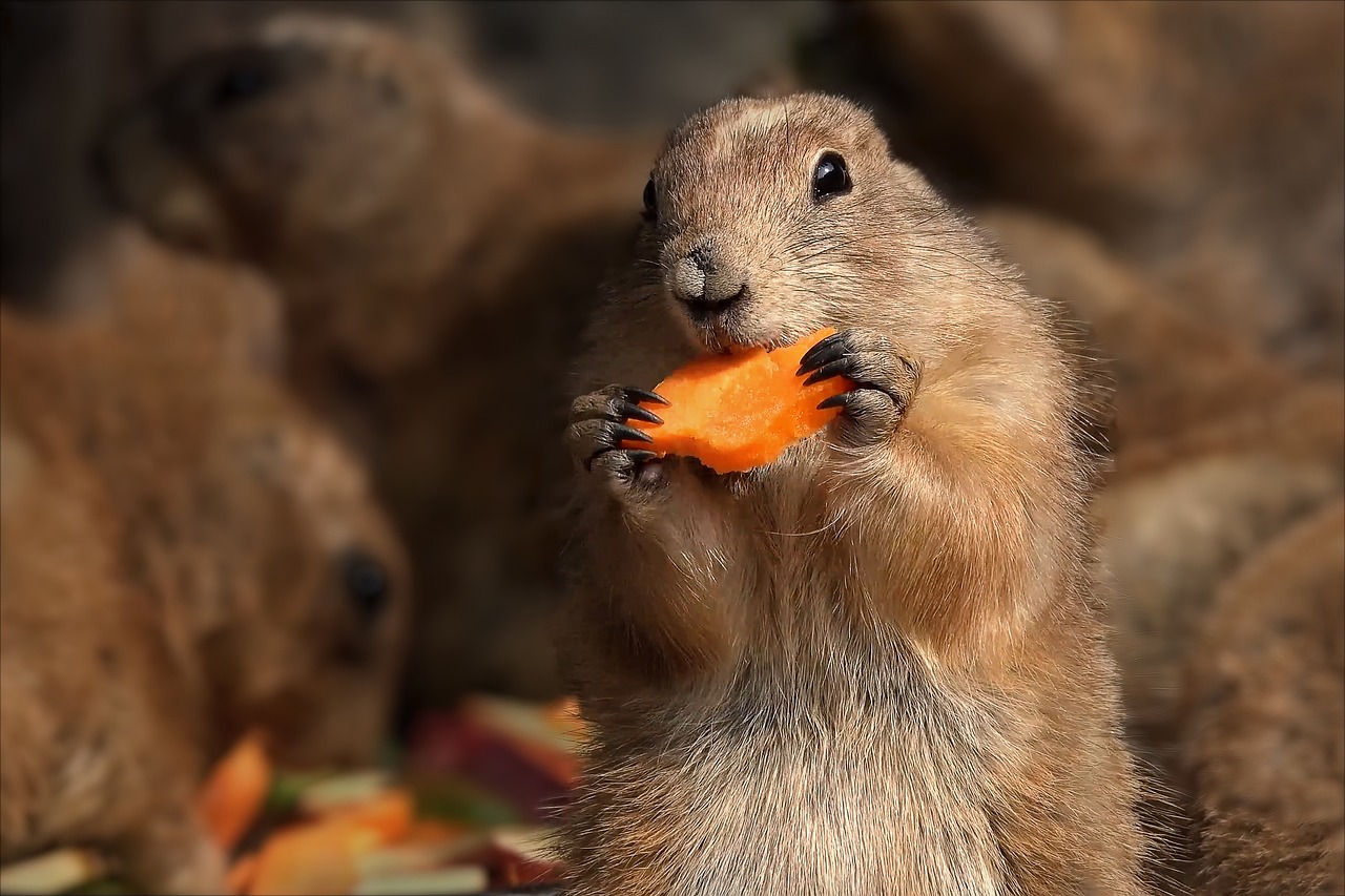 Unraveling the Intricate Social Structure of Prairie Dogs