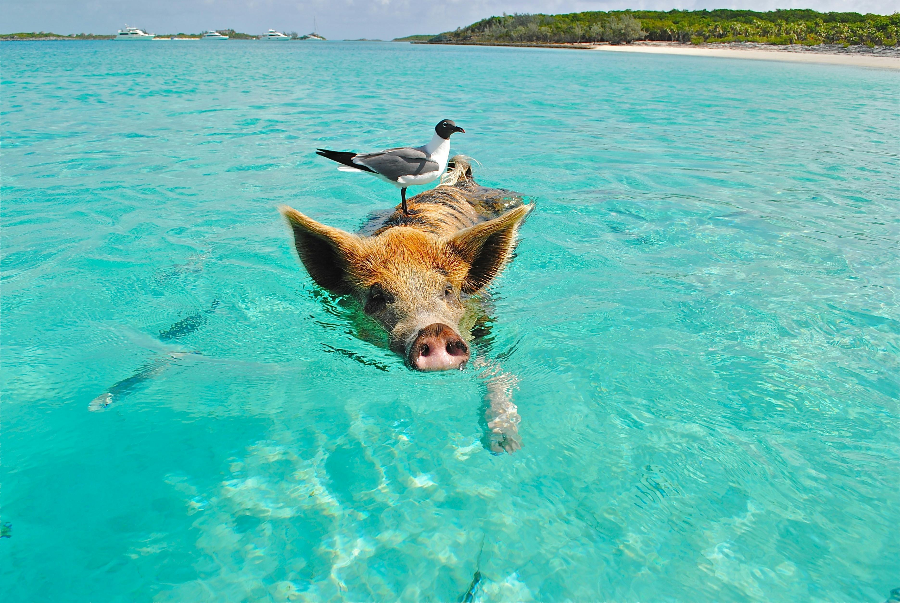 The Surprising Intelligence of Pigs: Exploring Swine Cognition