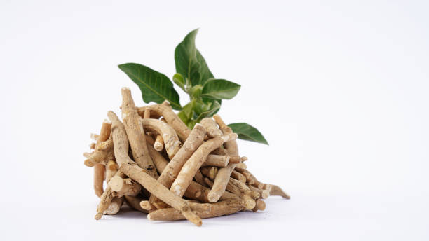 Unearthing the Health Potential of Ashwagandha: An Ancient Herb with Modern Relevance