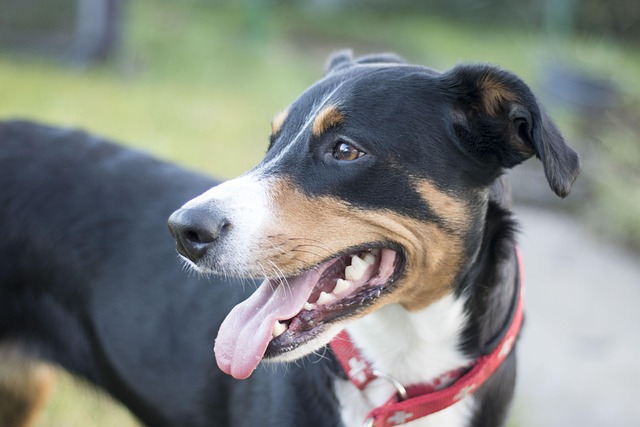 Die Vorteile einer Tierarzt Versicherung für Ihren Hund