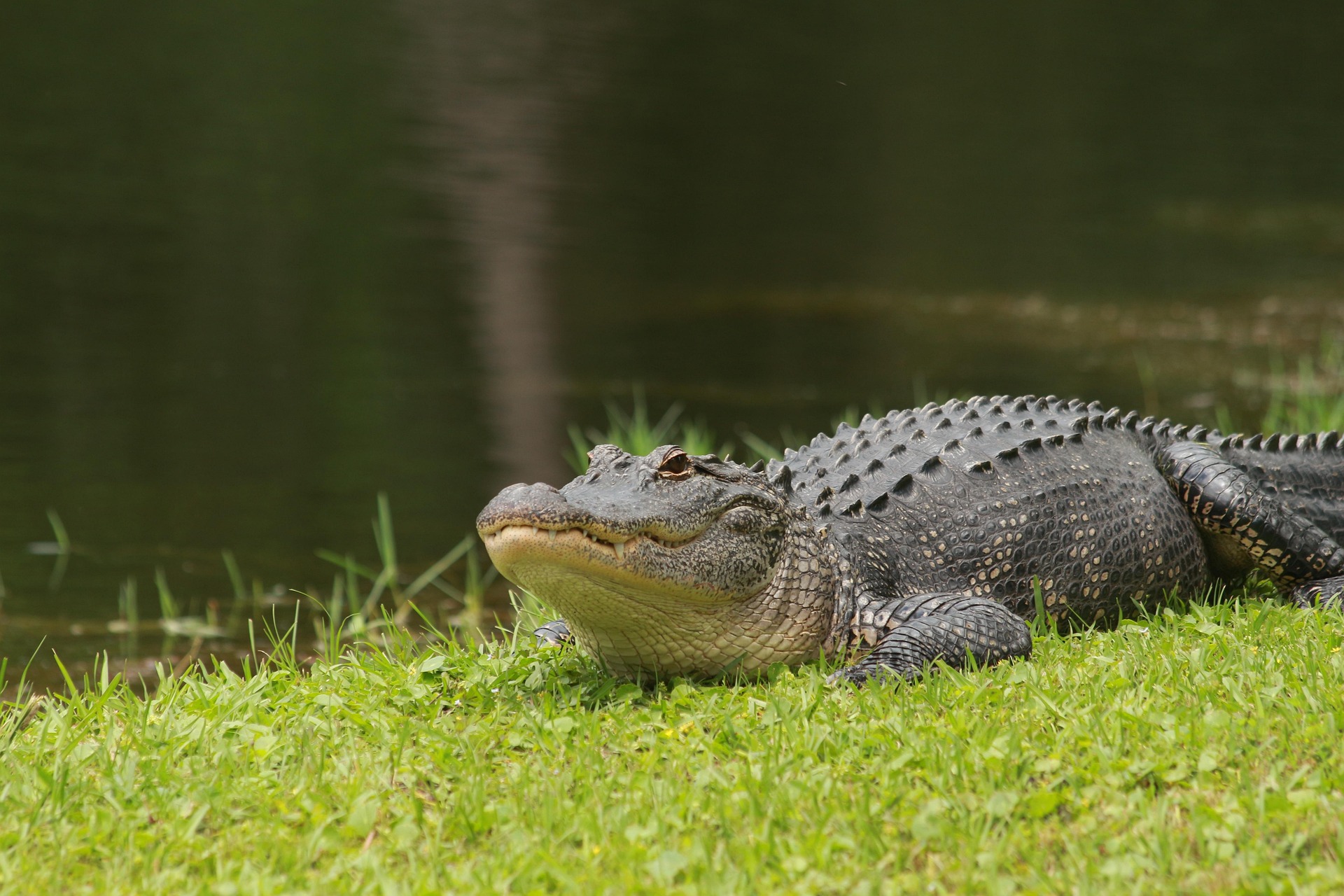 Saving Scales: The Remarkable Resurgence of the American Alligator