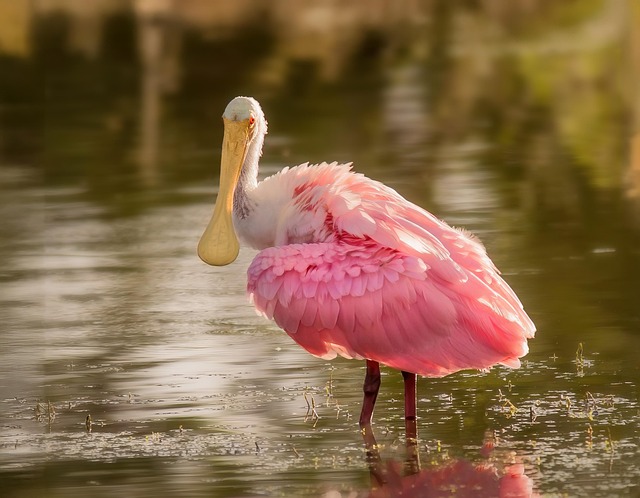 Fascinația Păsărilor Flamingo: Între Mit și Realitate