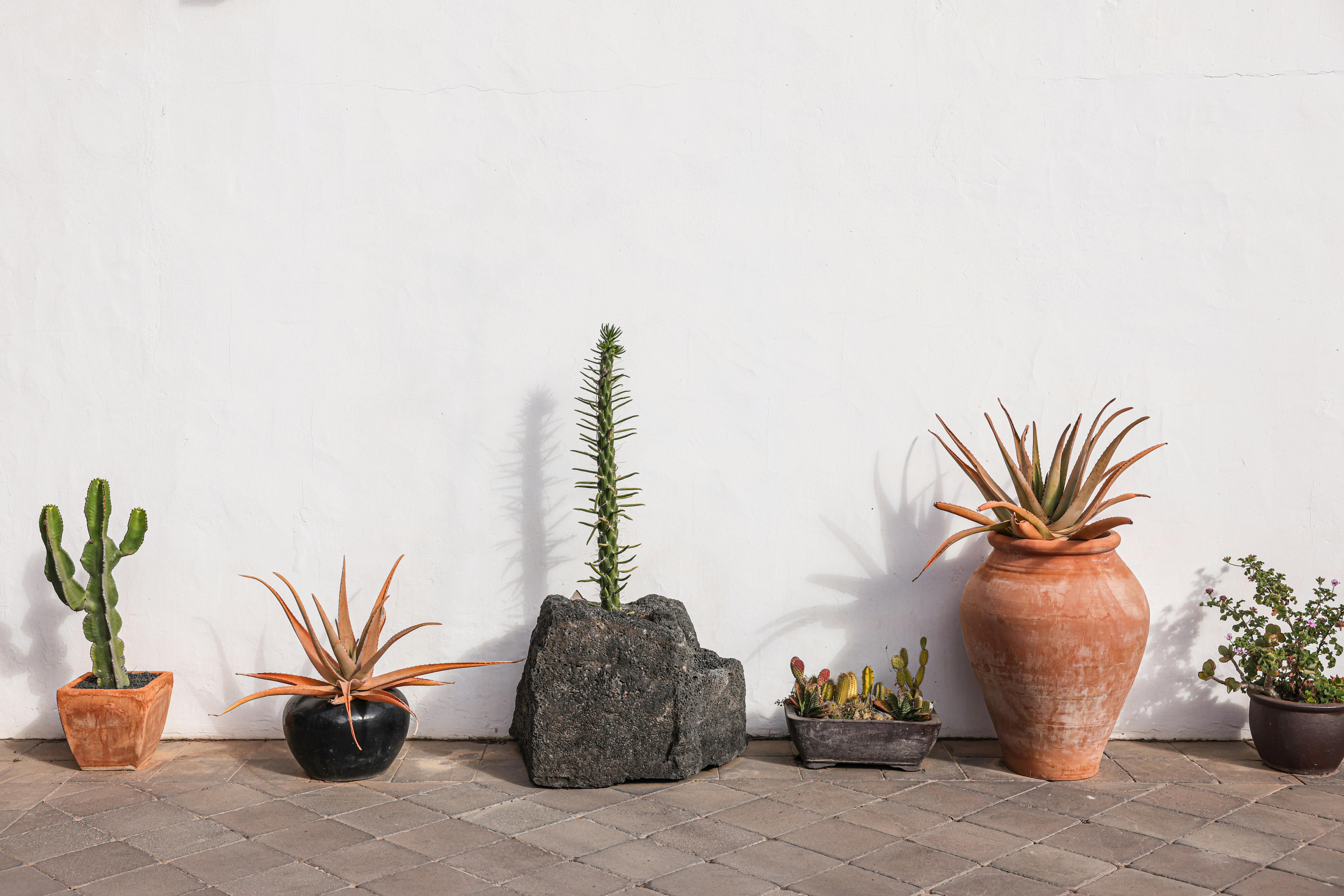 The Rebirth of Terracotta: A trend Reshaping Modern Homes and Gardens