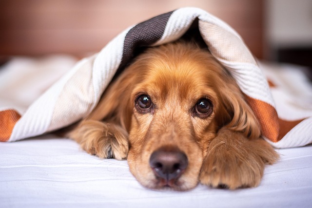 How Dog Beds Keep Pets Comfortable