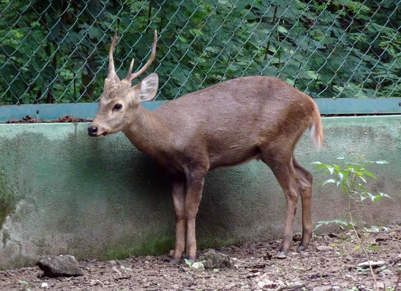 Urban Wildlife Corridors: Designing Cities for Animal Movement