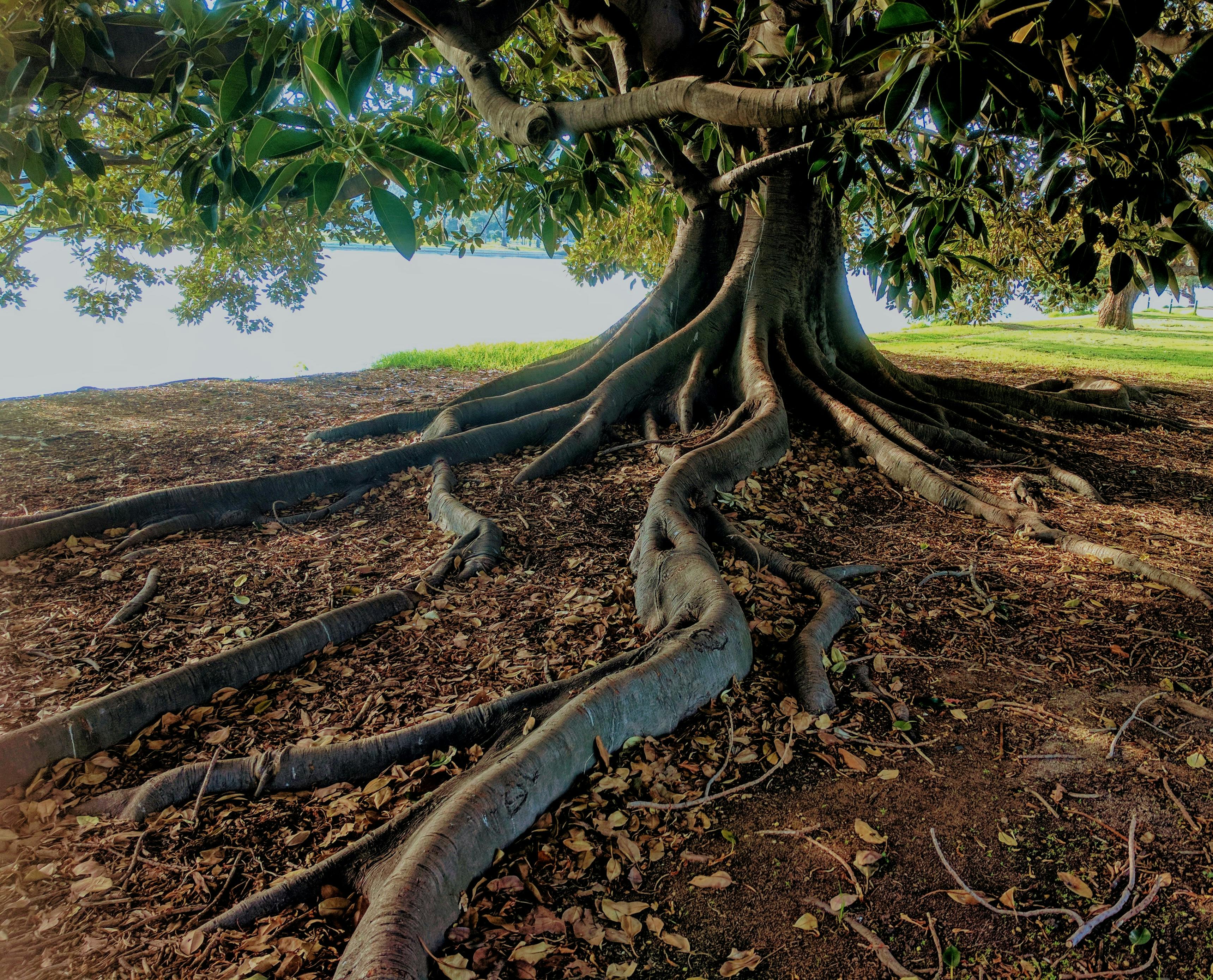 "Decoding the Health Benefits of Grounding: The Science of Reconnecting with Earth"