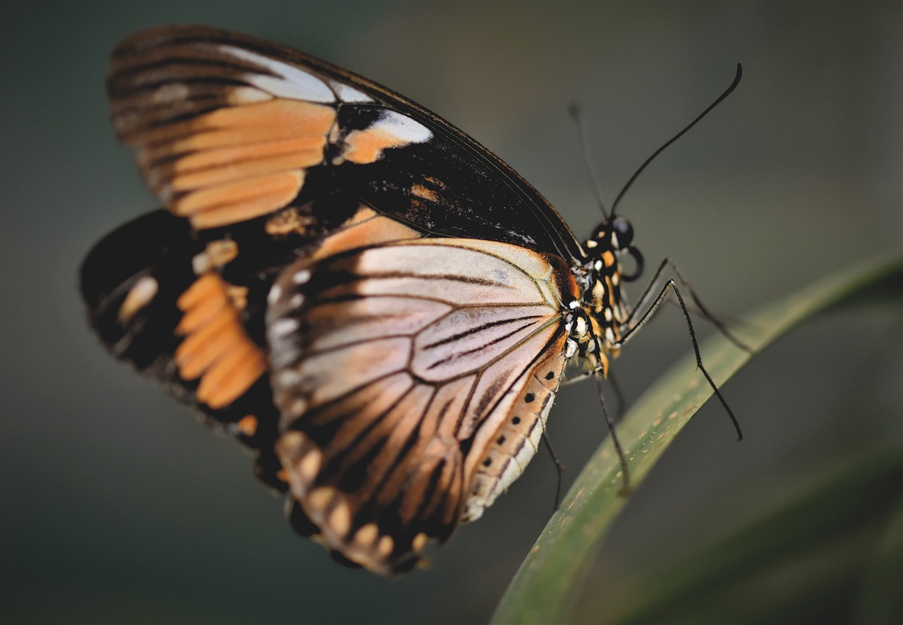 The Remarkable Journey and Survival of the Monarch Butterfly