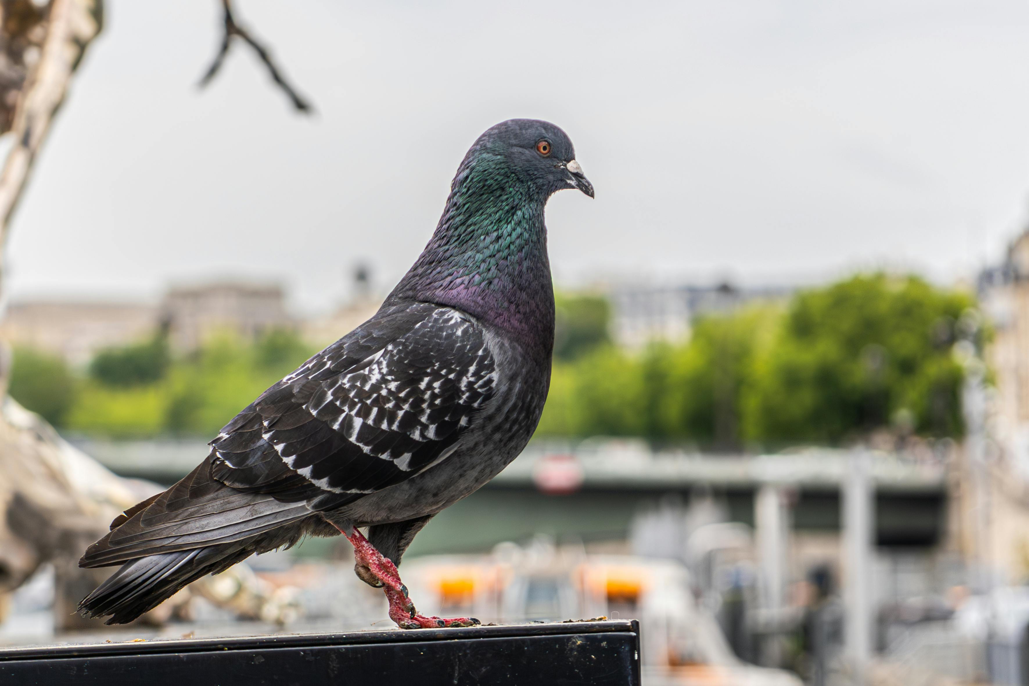 **## A Closer Look at the World of Racing Pigeons: From Ancient Messengers to Competitive Athletes**