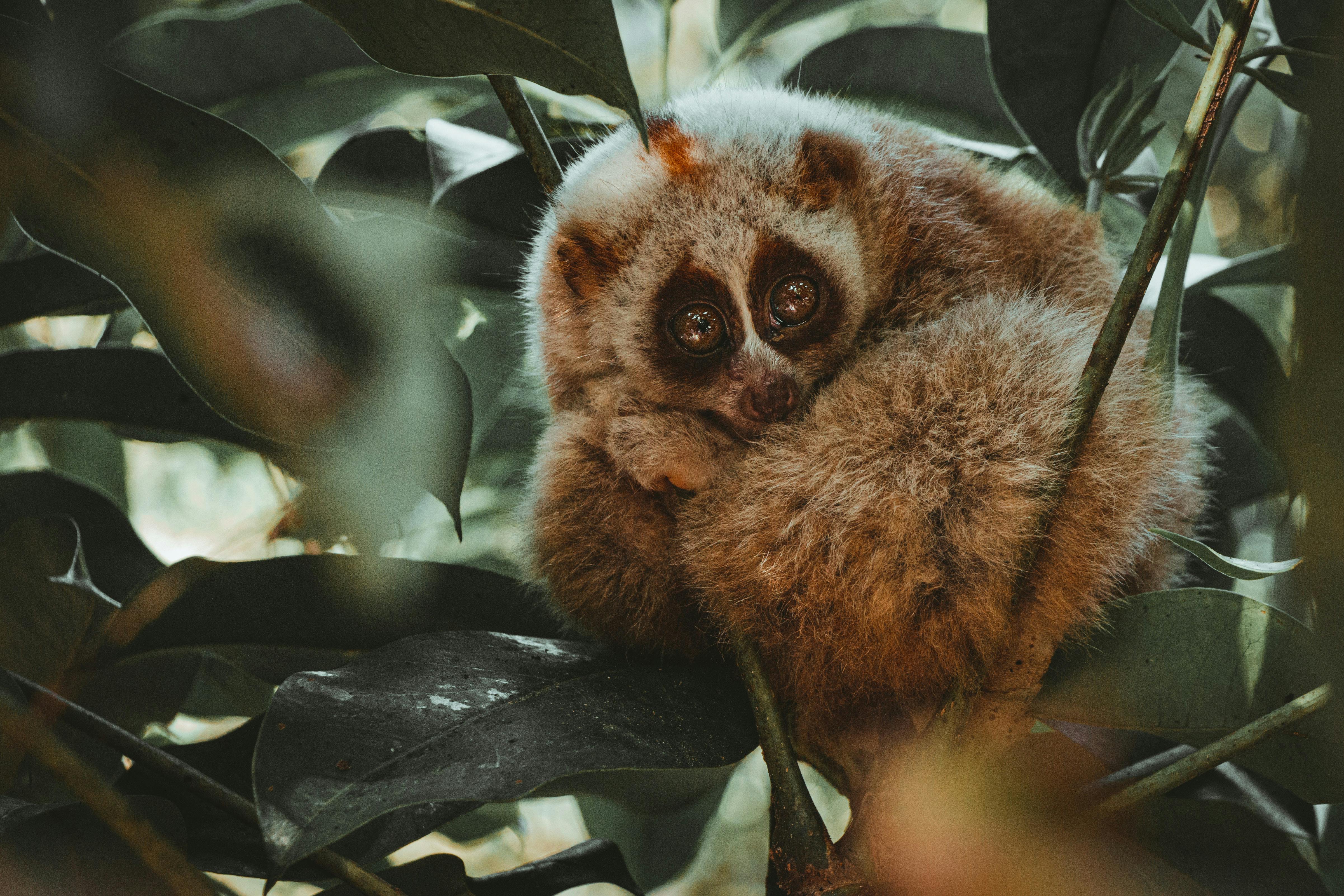 Discovering the Hidden World of the Slow Loris: Threats and Conservation Efforts