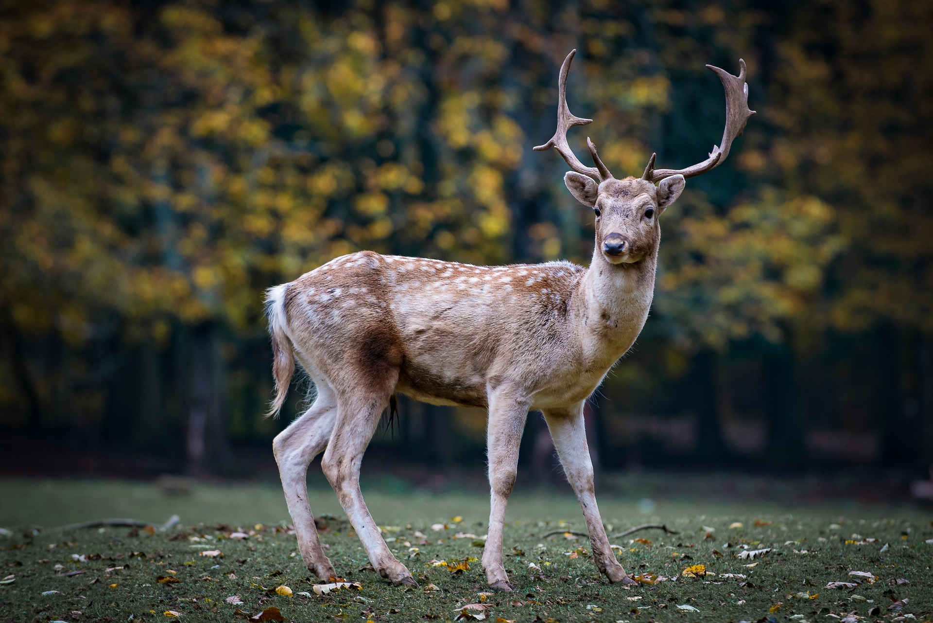 Discovering Scandinavian Wildlife: A Journey Through Northern Nature