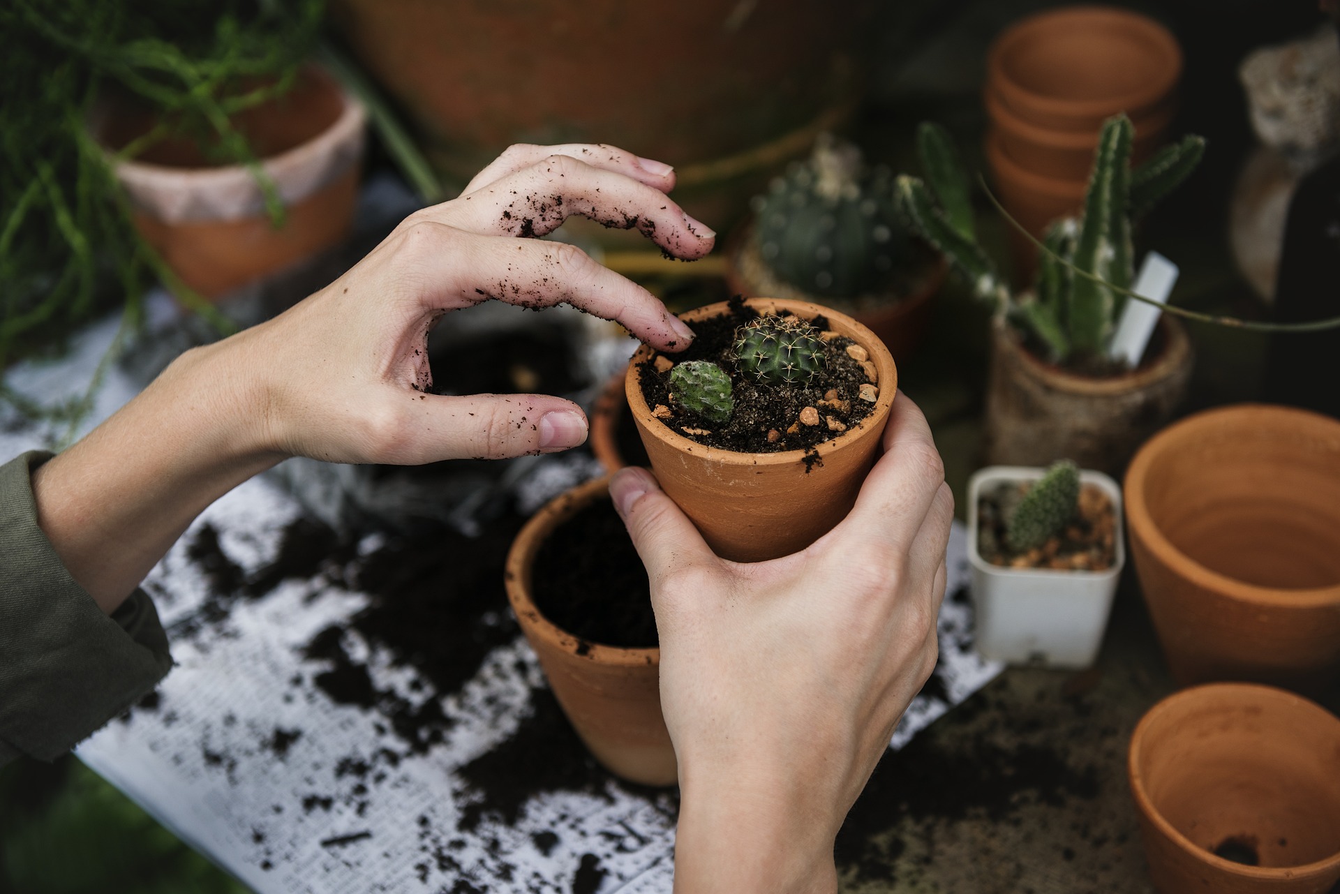 A Fresh Look at Indoor Gardening: Your Health's Best Friend