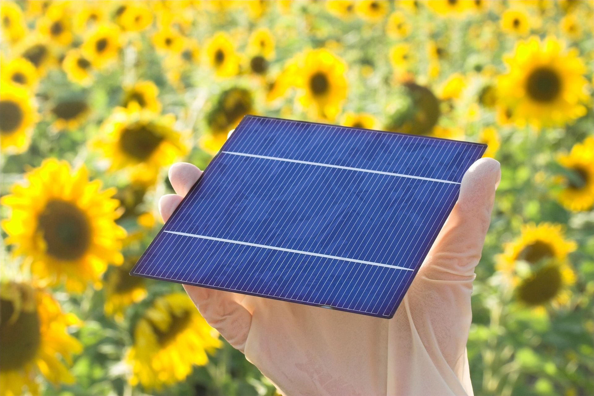 Soaking Up the Sun: The Dawn of Perovskite Solar Cells