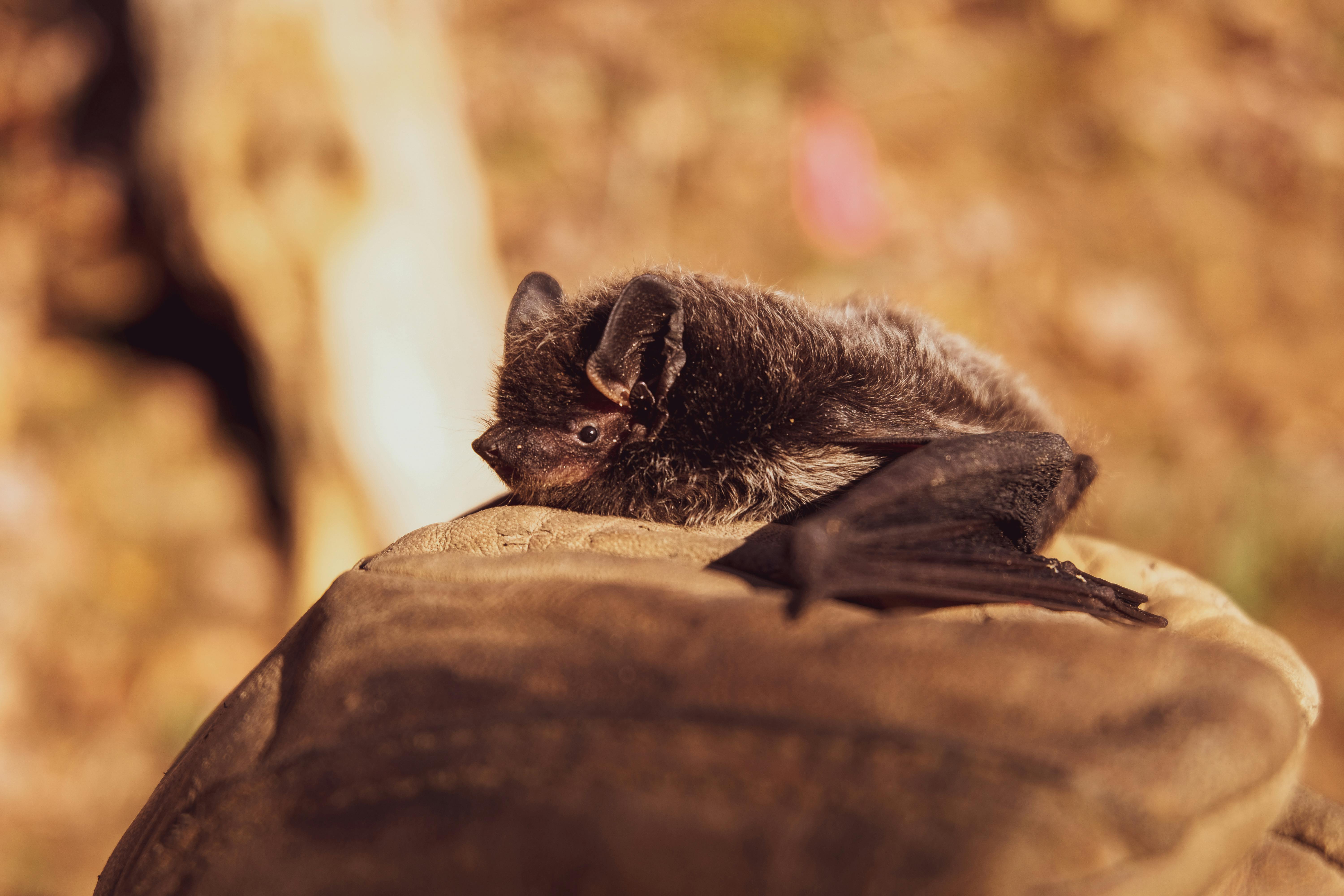 Unmasking the Enigma of Bat Echolocation: Nature's Own Sonar System