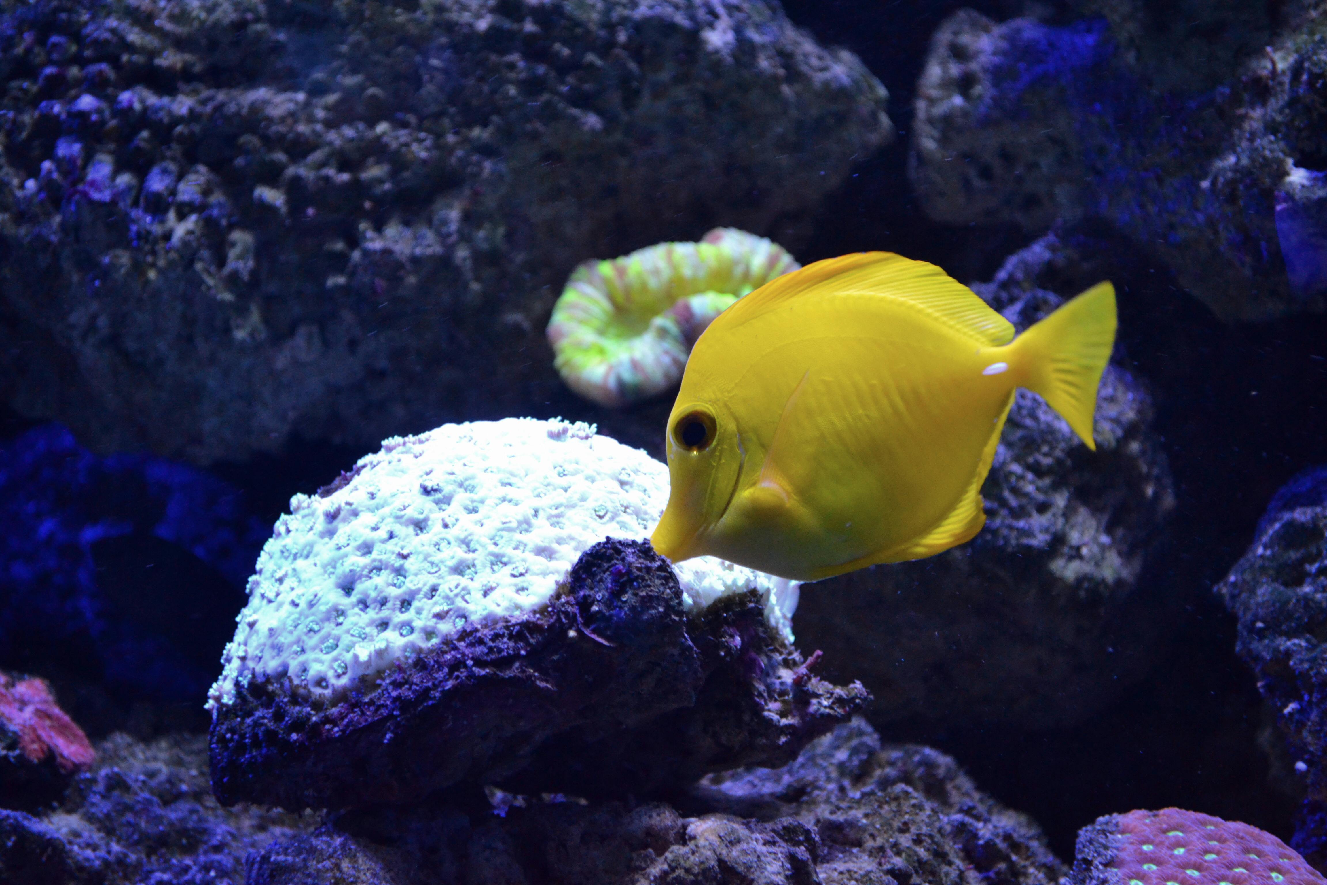 A Deeper Dive into the Fascinating World of Marine Pets