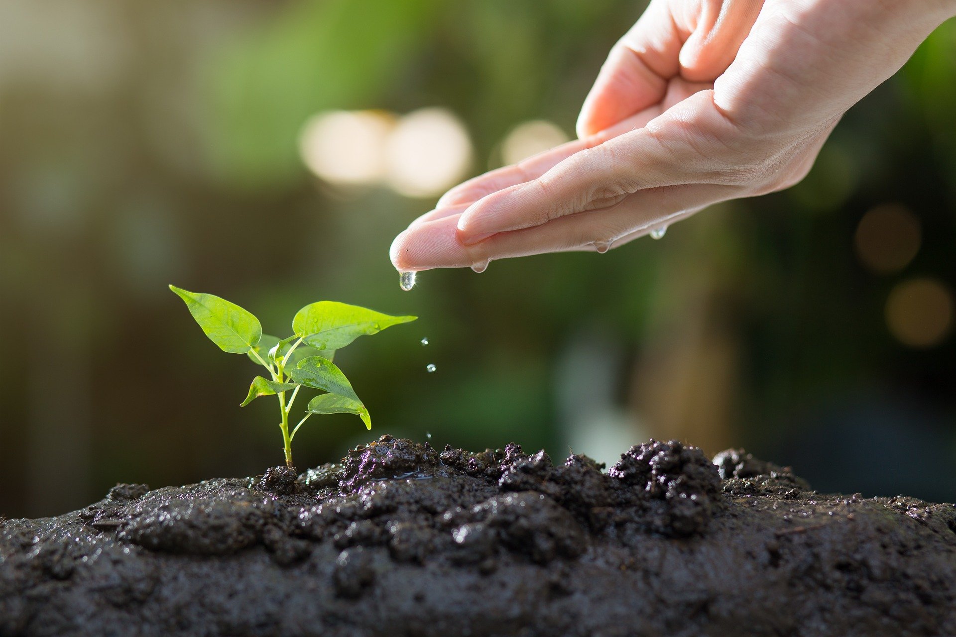 Exotic Plant Extracts: The Secret to Nourishing Your Body and Skin
