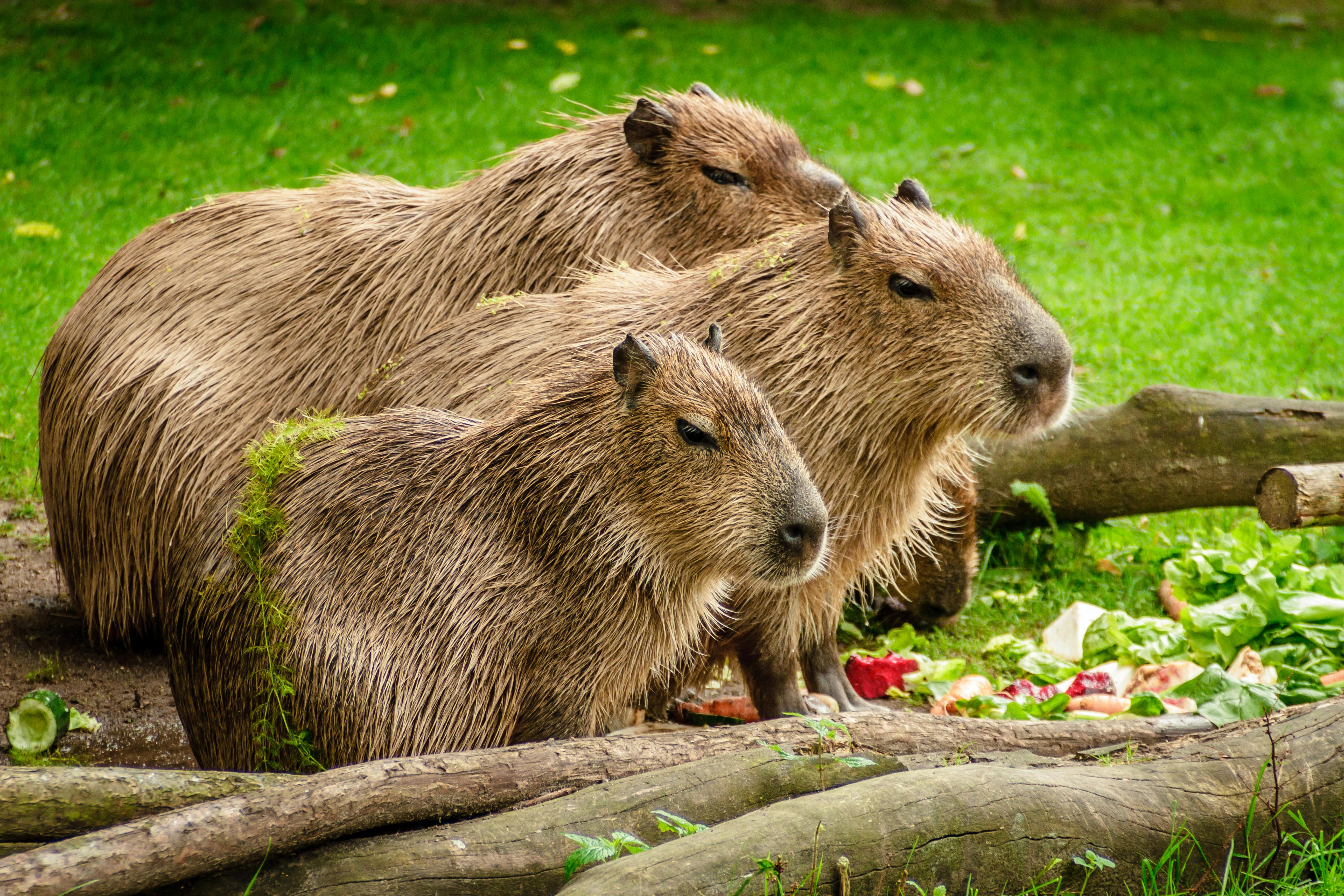 **Intriguing Existence of the Capybara: The World's Largest Rodent**
