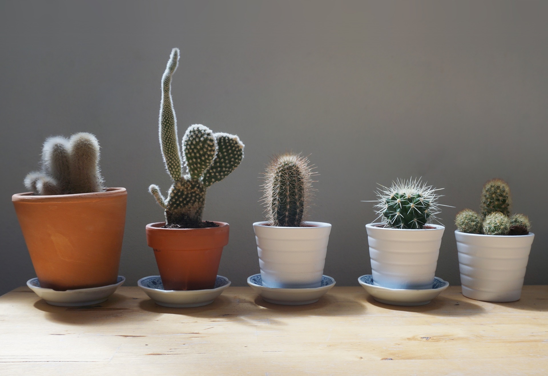 Reinventing Spaces: Breathing New Life into Your Indoor Plants