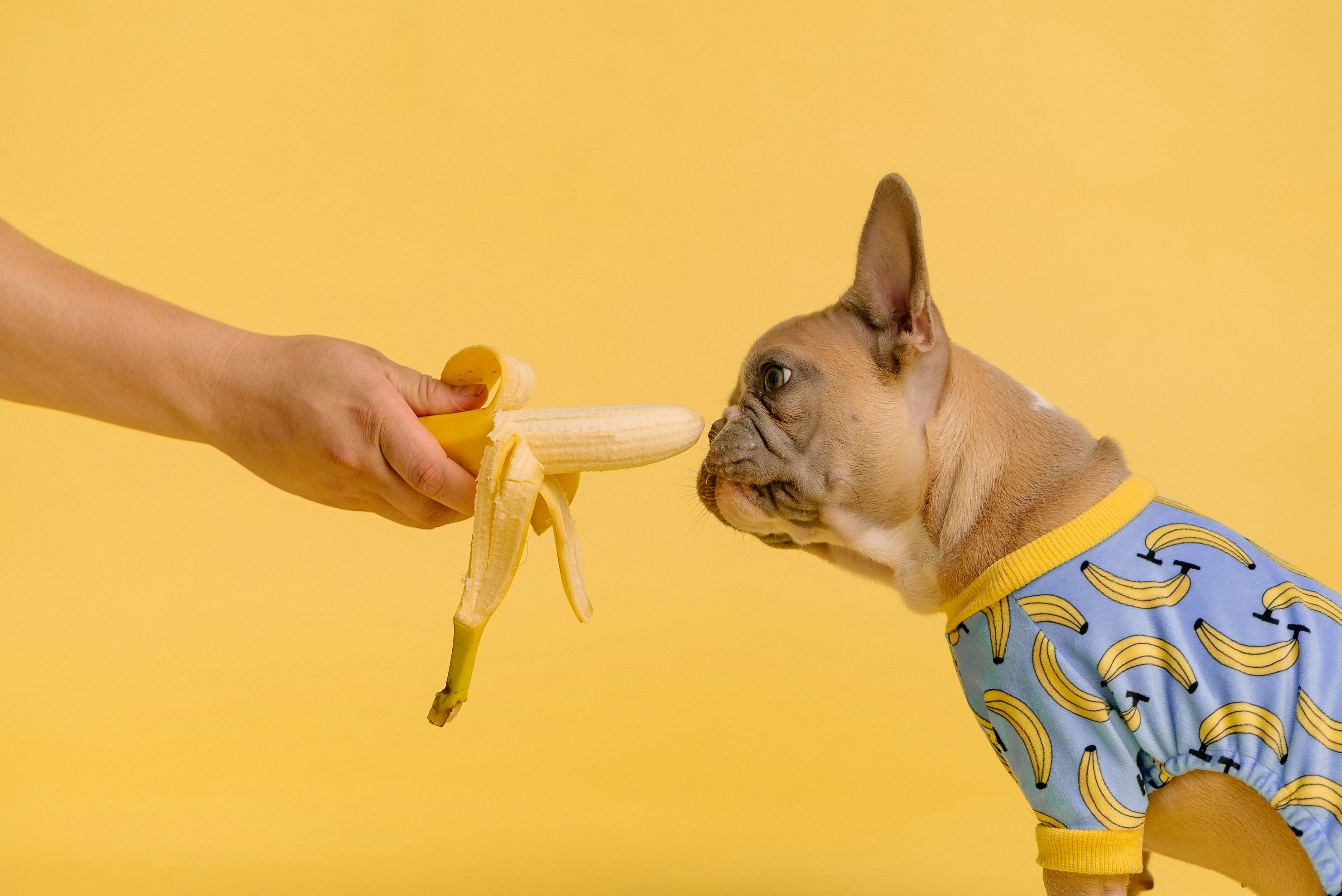 The Raw Food Phenomenon: Should Your Pets Be Primarily Predators?