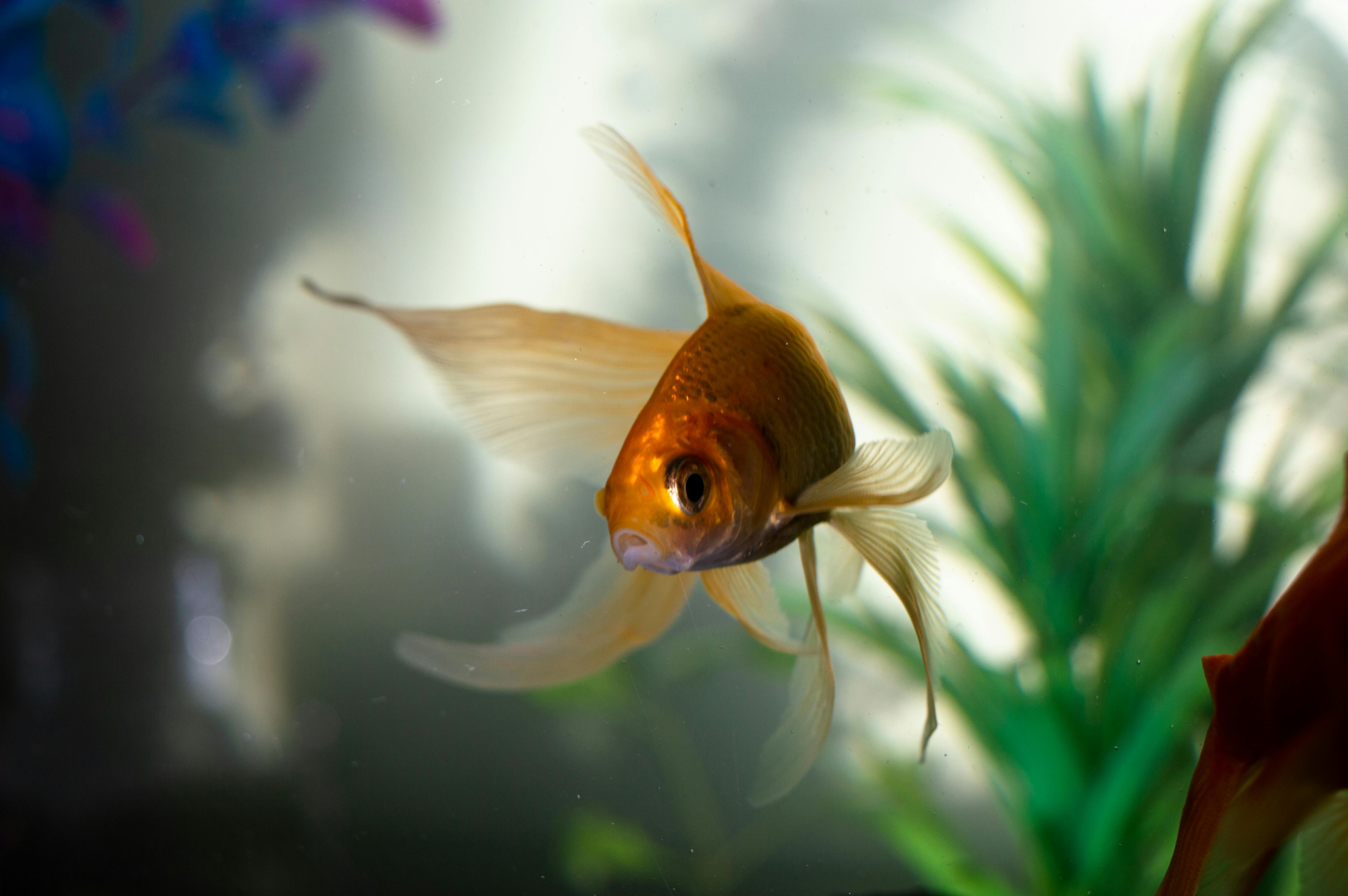 Unraveling the Unique World of Marine Pets: A Comprehensive Dive into Saltwater Aquariums