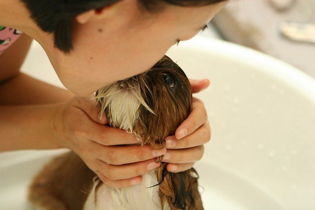 Cuidado y salud de mascotas: guía práctica para perros y gatos