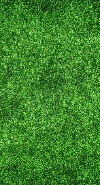 Important Facts About Tree Removal Costs