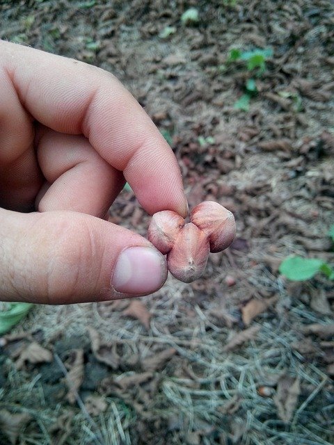 Understanding Plant Nutrient Requirements for Optimal Yields