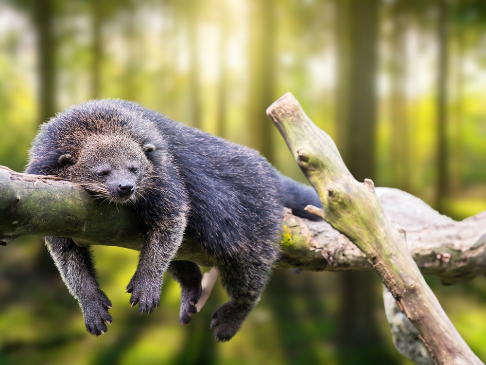 Unraveling the Mysteries of the Binturong: Southeast Asia's Enigmatic Mammal